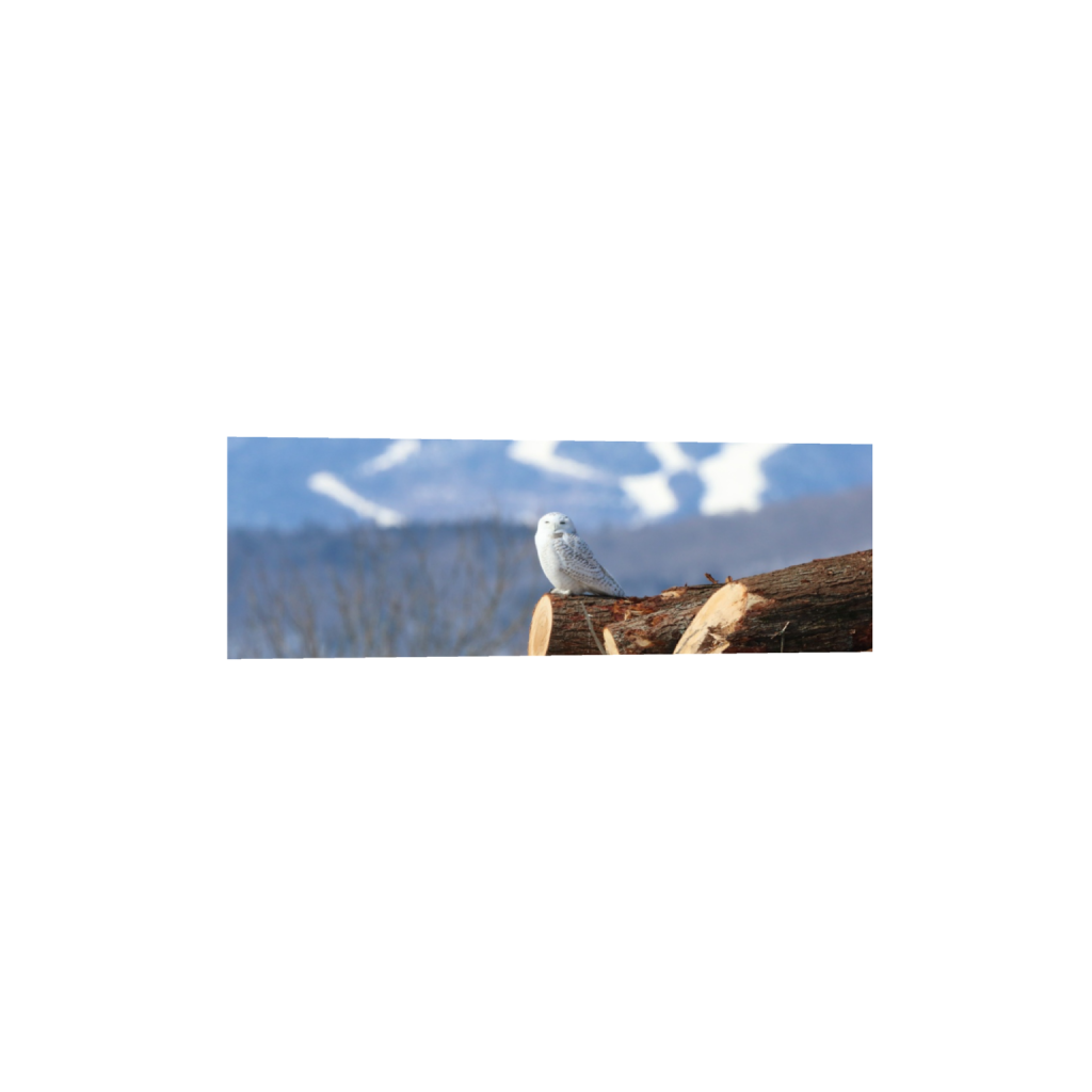 ptq_1_2_0_920_6000_2000_0_false_ffffff_0_0_.png