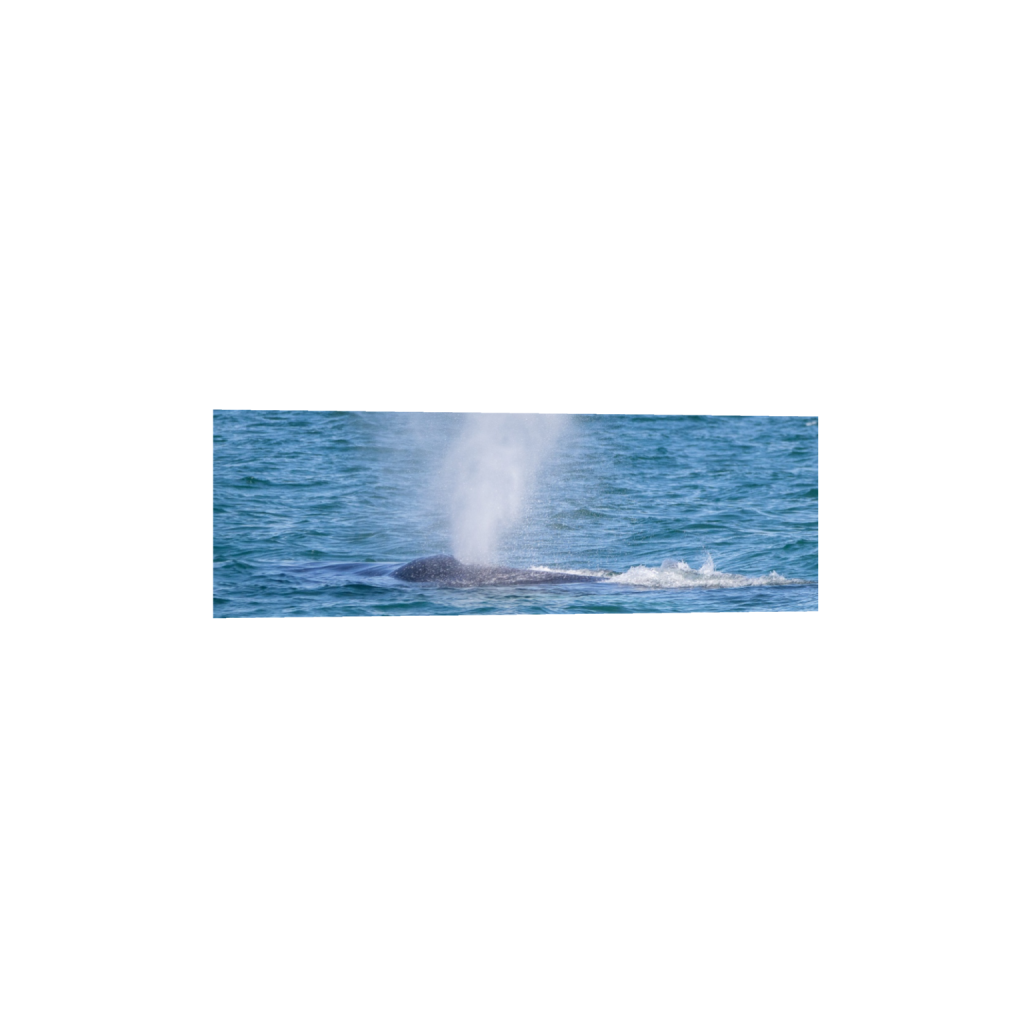 ptq_1_2_0_1212_4607_1535_0_false_ffffff_0_0_.png