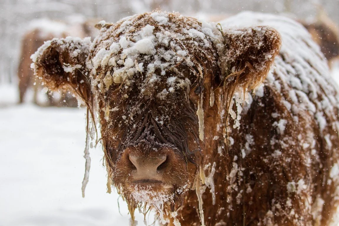 Highland cow covered in snow and ice