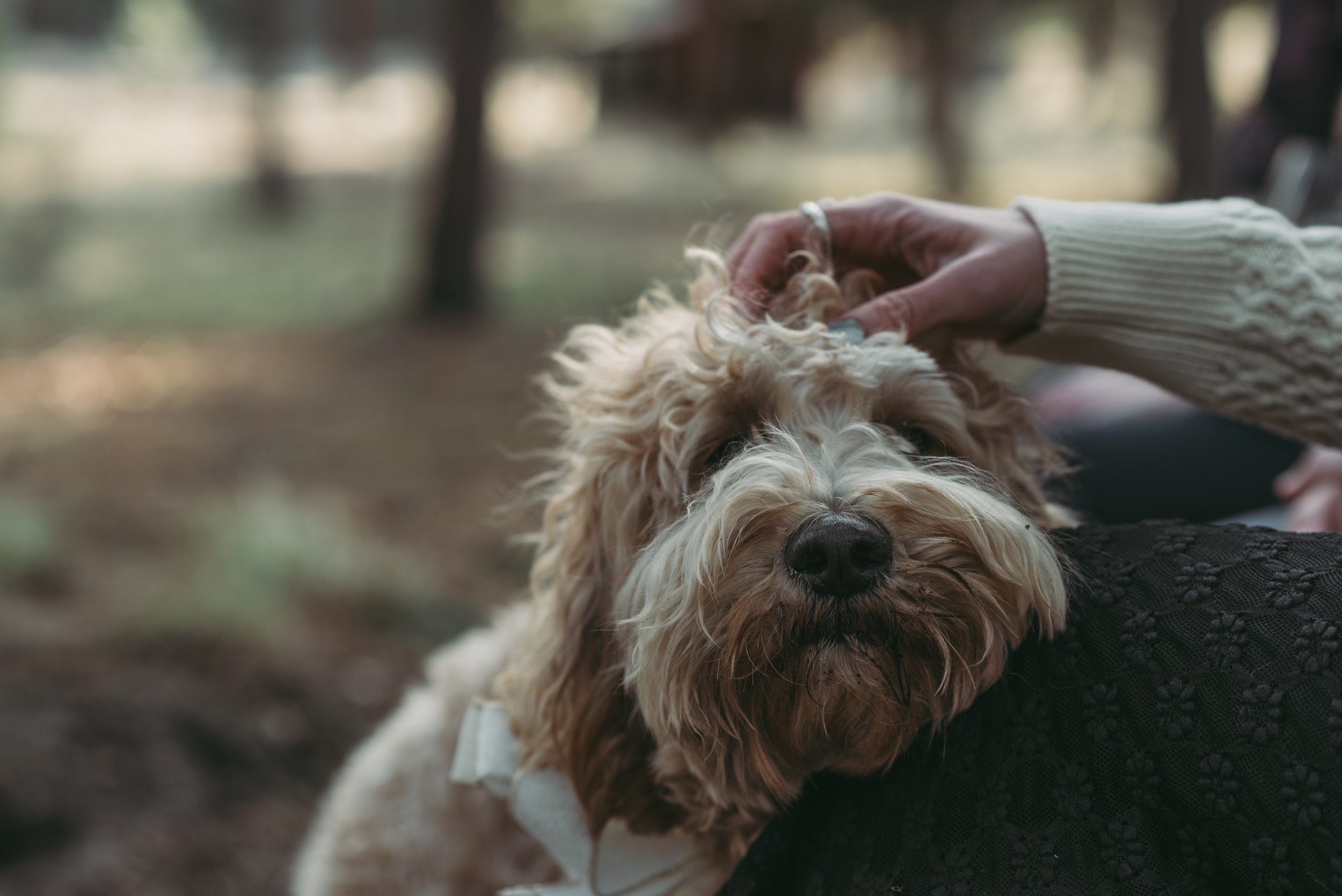 Dogs in weddings
