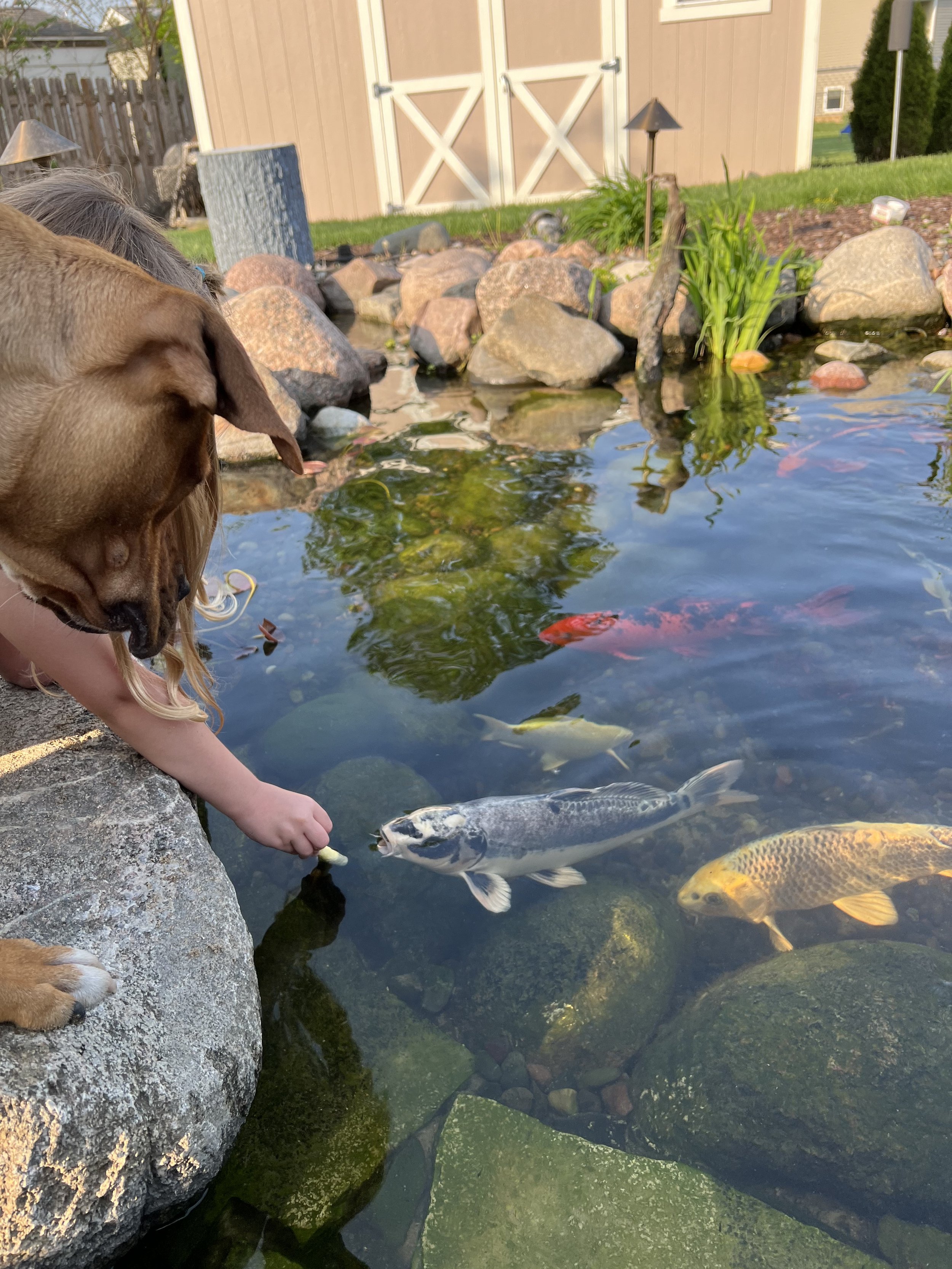 Hand Feeding Fish w_ dog.jpeg