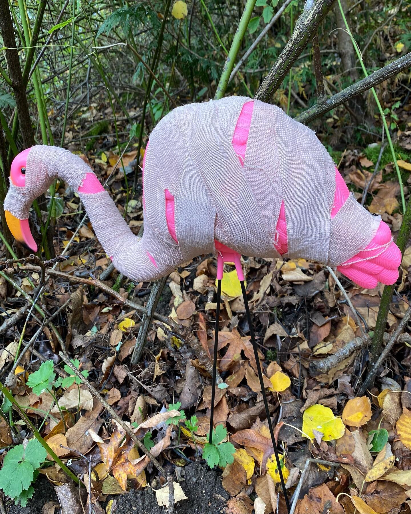 Halloween Haunt at the Zoo and the plastic flamingos were decked out!