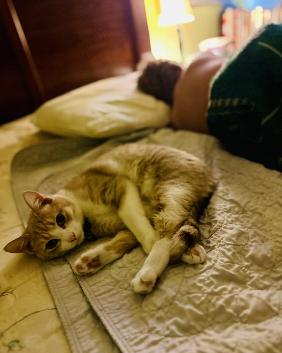 This is Peaches. 🐾 

If you&rsquo;ve met our feline friend, you&rsquo;ll know that he&rsquo;s generally skittish and tends to be stand-offish.

Yet, last week, as our sweet guy was down and out with a bout of a stomach bug, Peaches recognized his mi