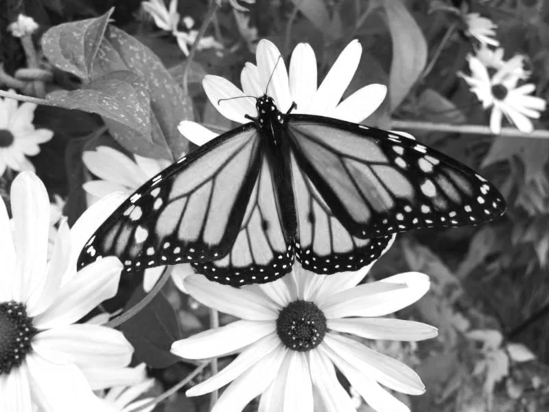 testimonial from parent of ADHD child.jpg