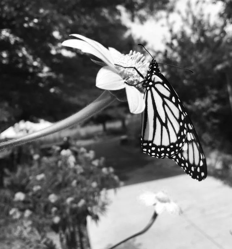 Testimonial of parent of child with ADHD and Autism.jpg