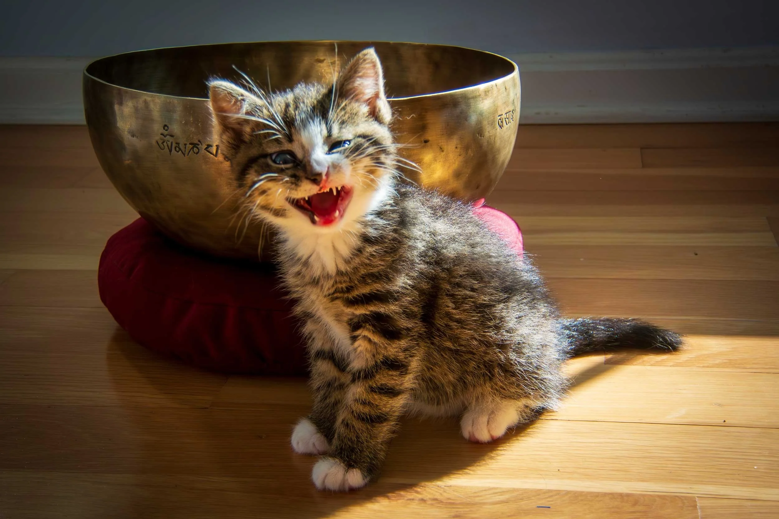 Clever cats catch early birds! Don&rsquo;t miss the Early Bird Discount - Apply by July 1 to save $350 on our 200hr Yoga Teacher Training!

Training only runs once a year, so sign up now for Fall 2026 - Spring 2027 training. Dive deep into your pract