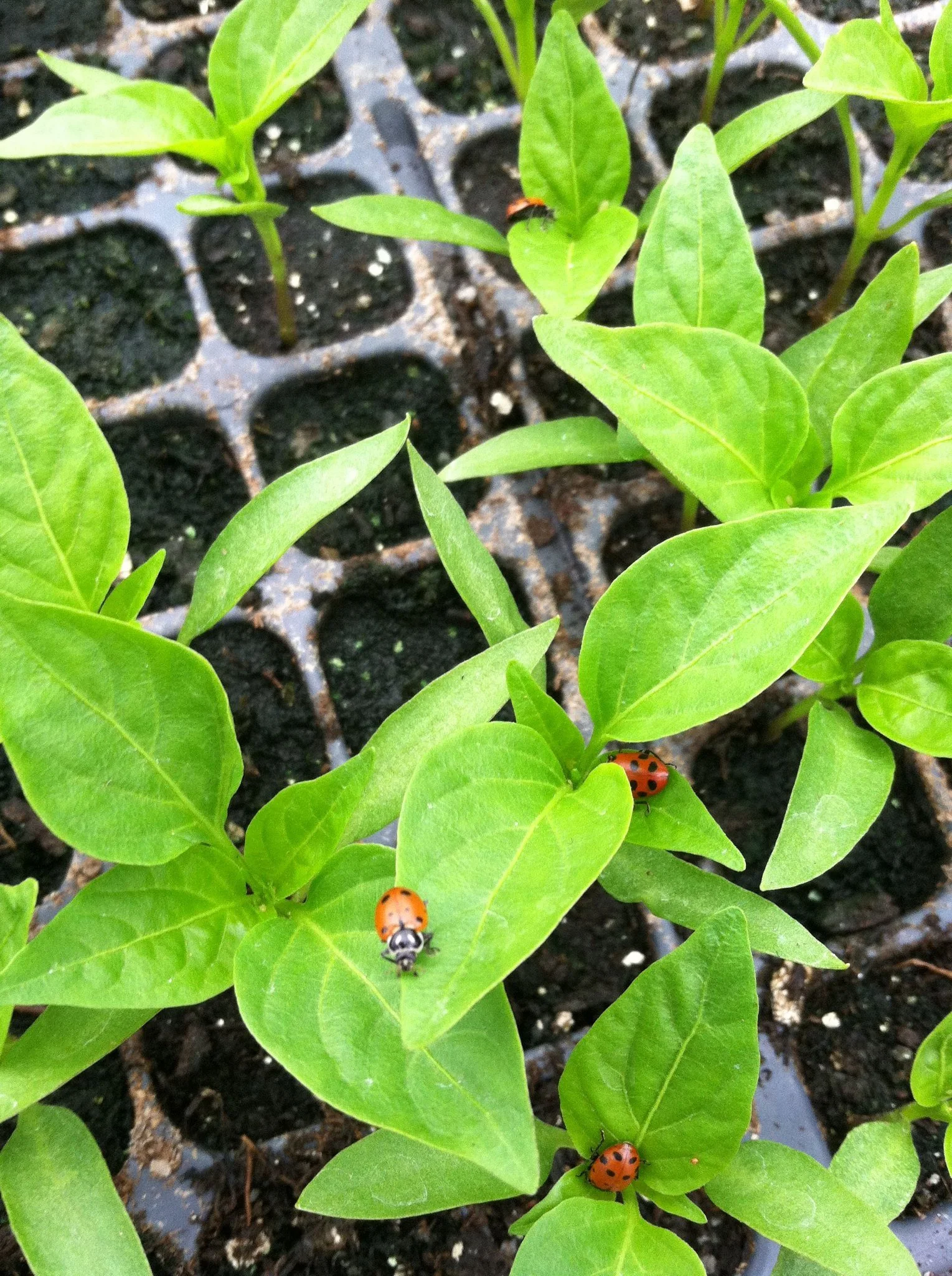 ladybugs crawling on pepper plants starts
