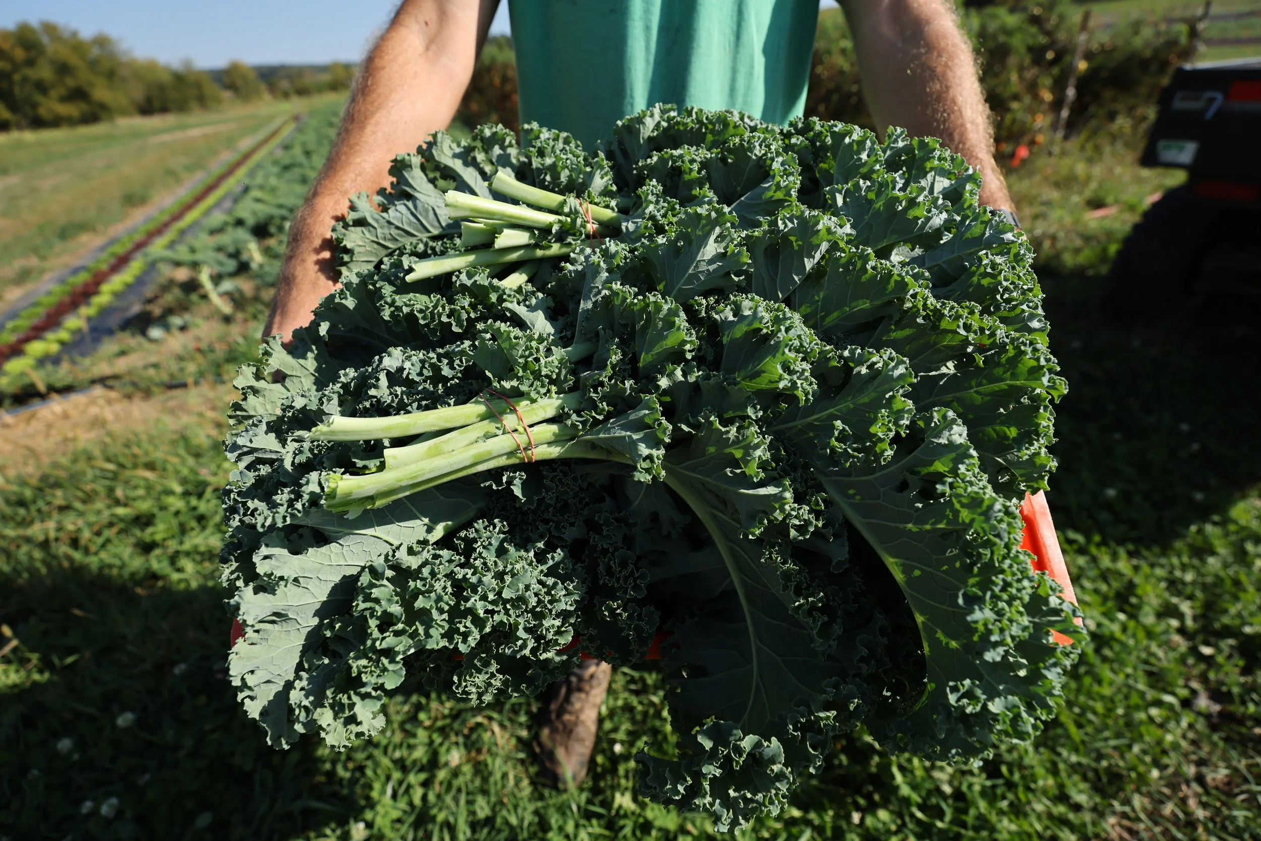 Flynn Creek Farm / Forage Kitchen Harvest Party