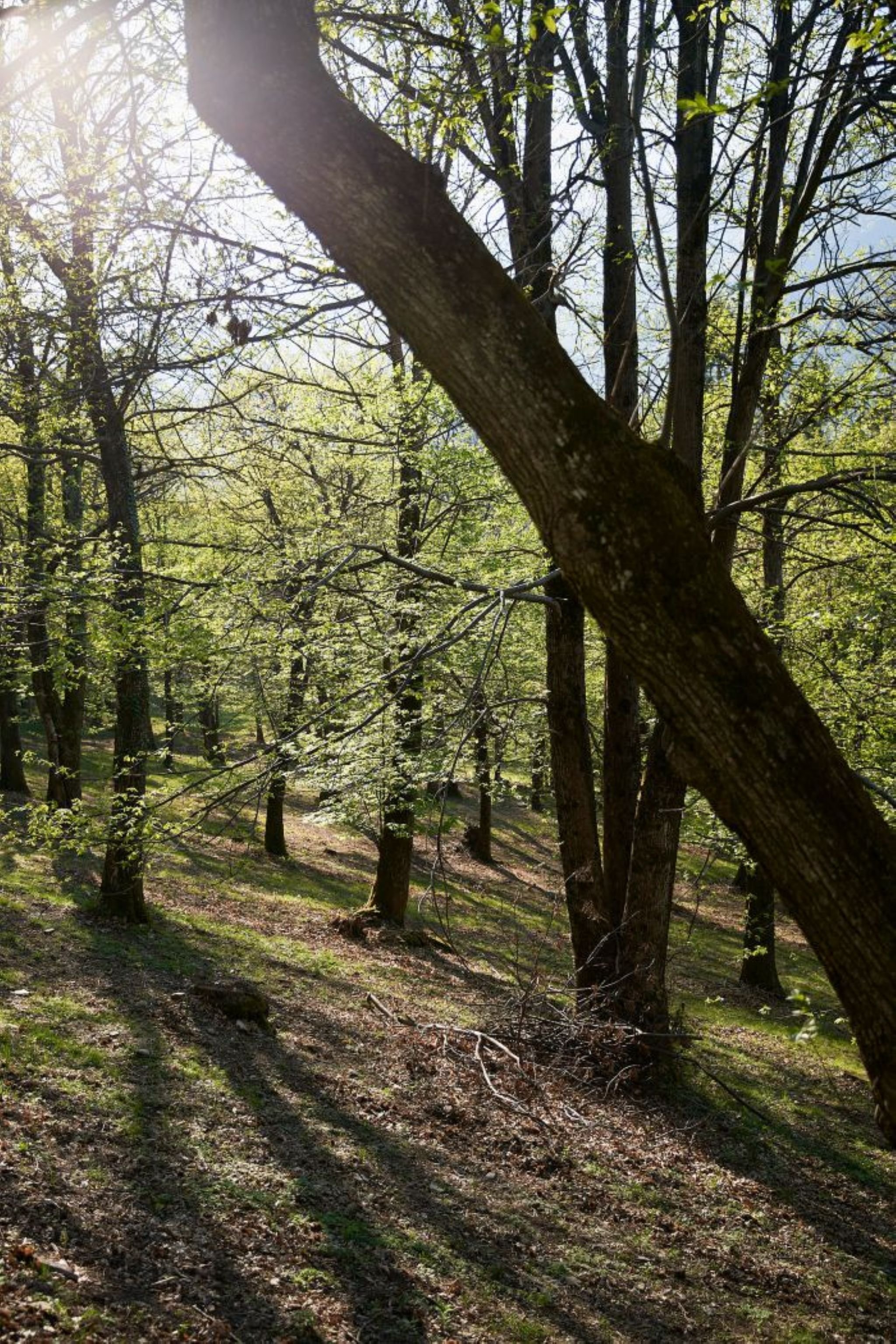 Kastanienwald