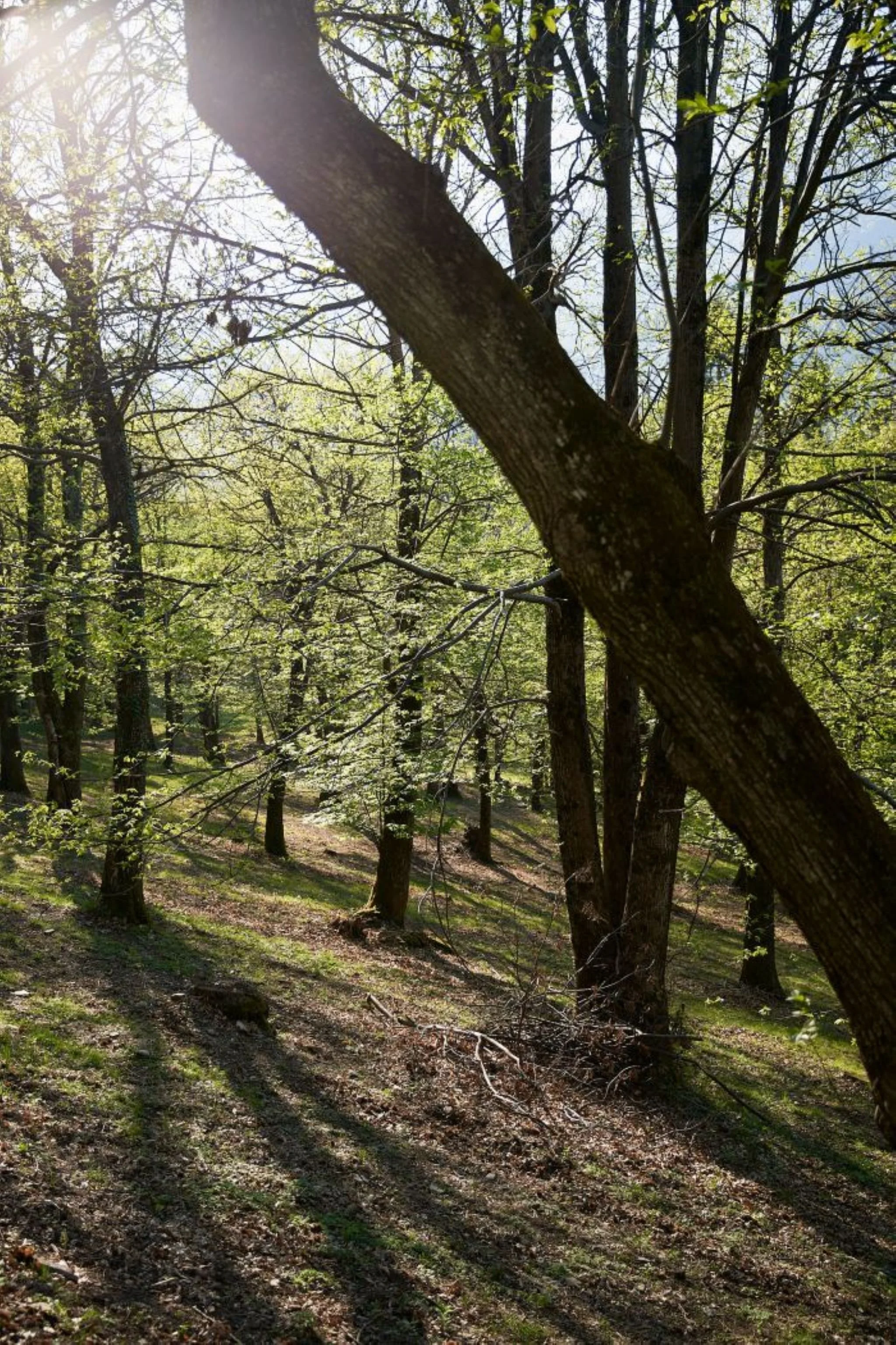 malcantone-kastanienwald-licht-stille-tessin (1).jpg