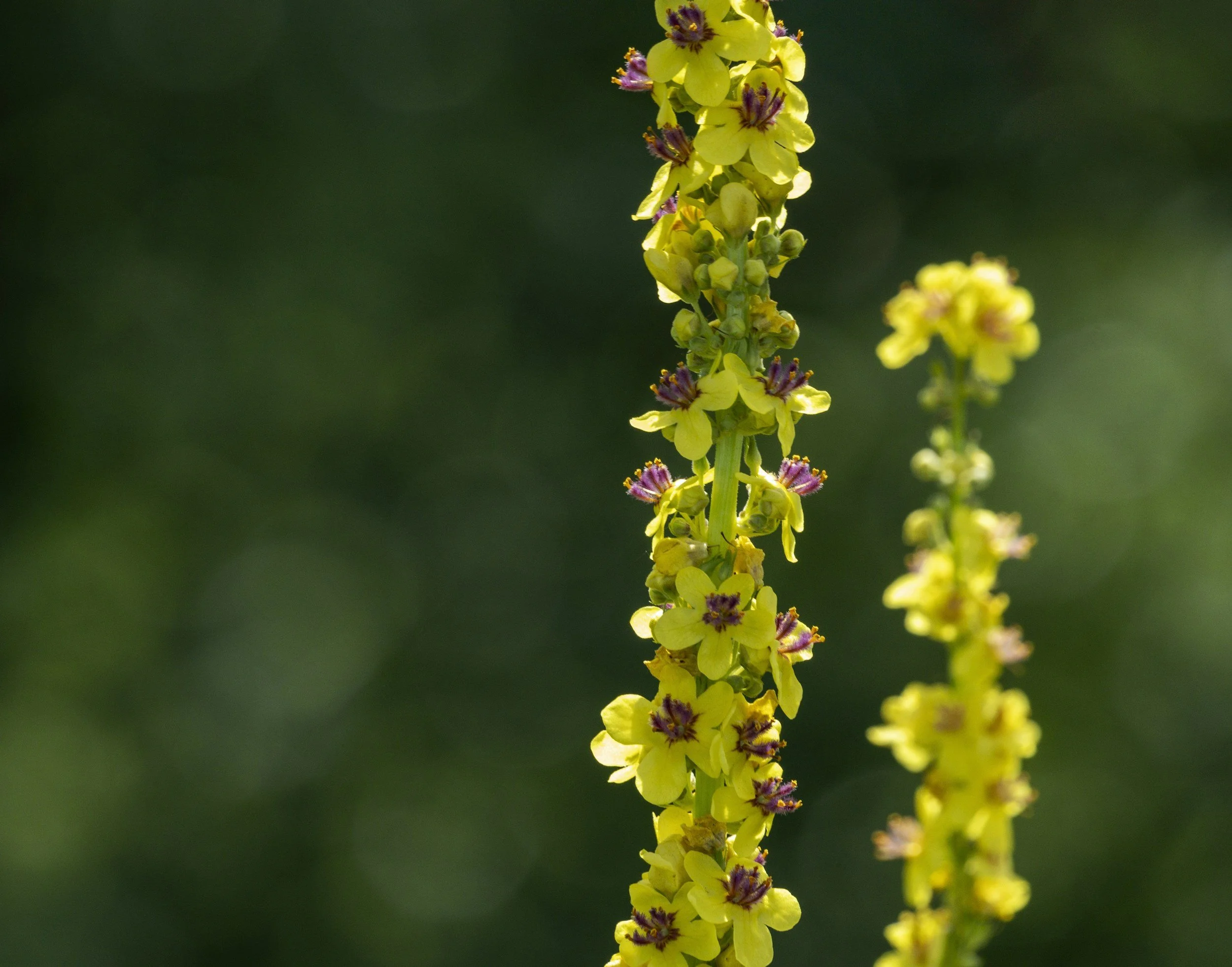 Calcarea Fluorica Remedy in Homeopathy | Core Healing Path