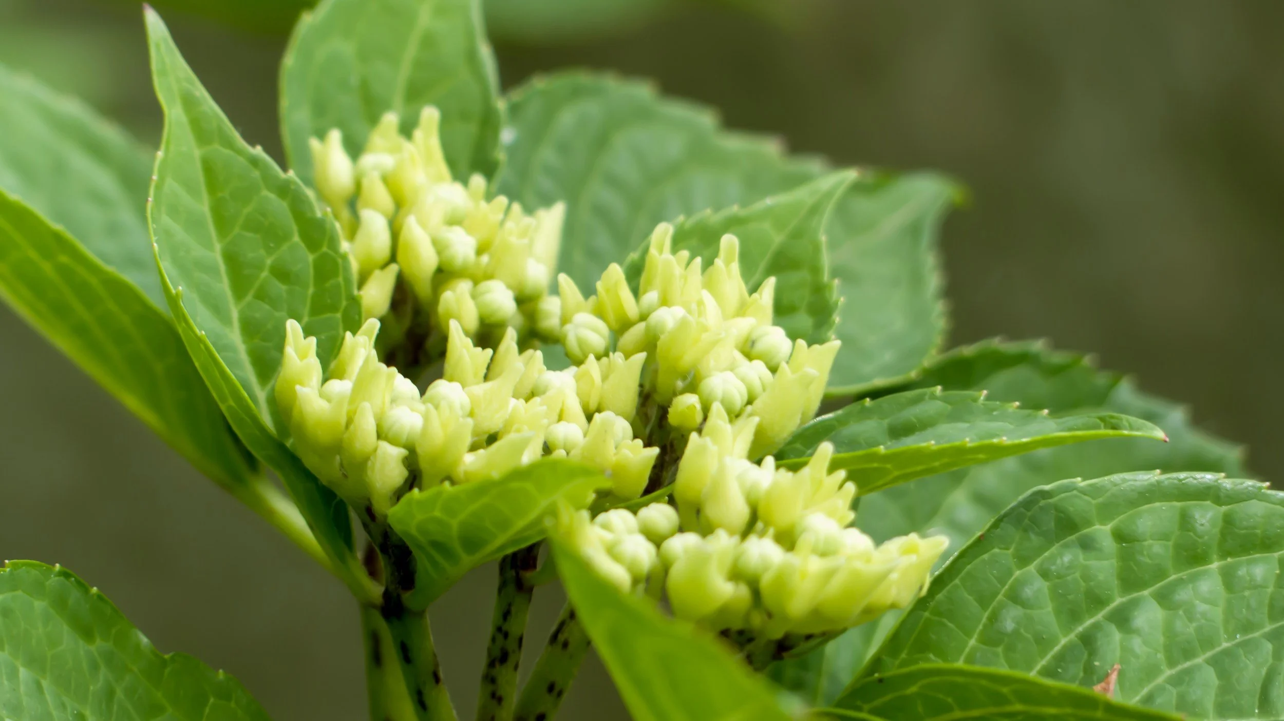 What Is Arsenicum Album Remedy in Homeopathy?