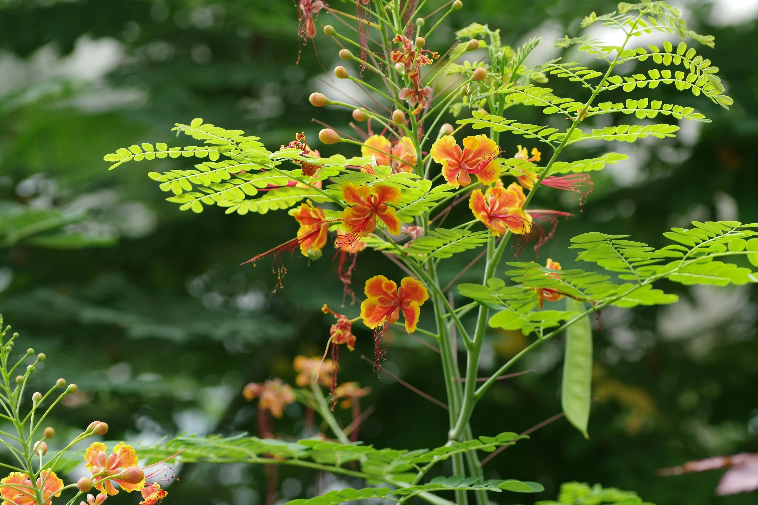 What Is Natrum Muriaticum Remedy in Homeopathy?