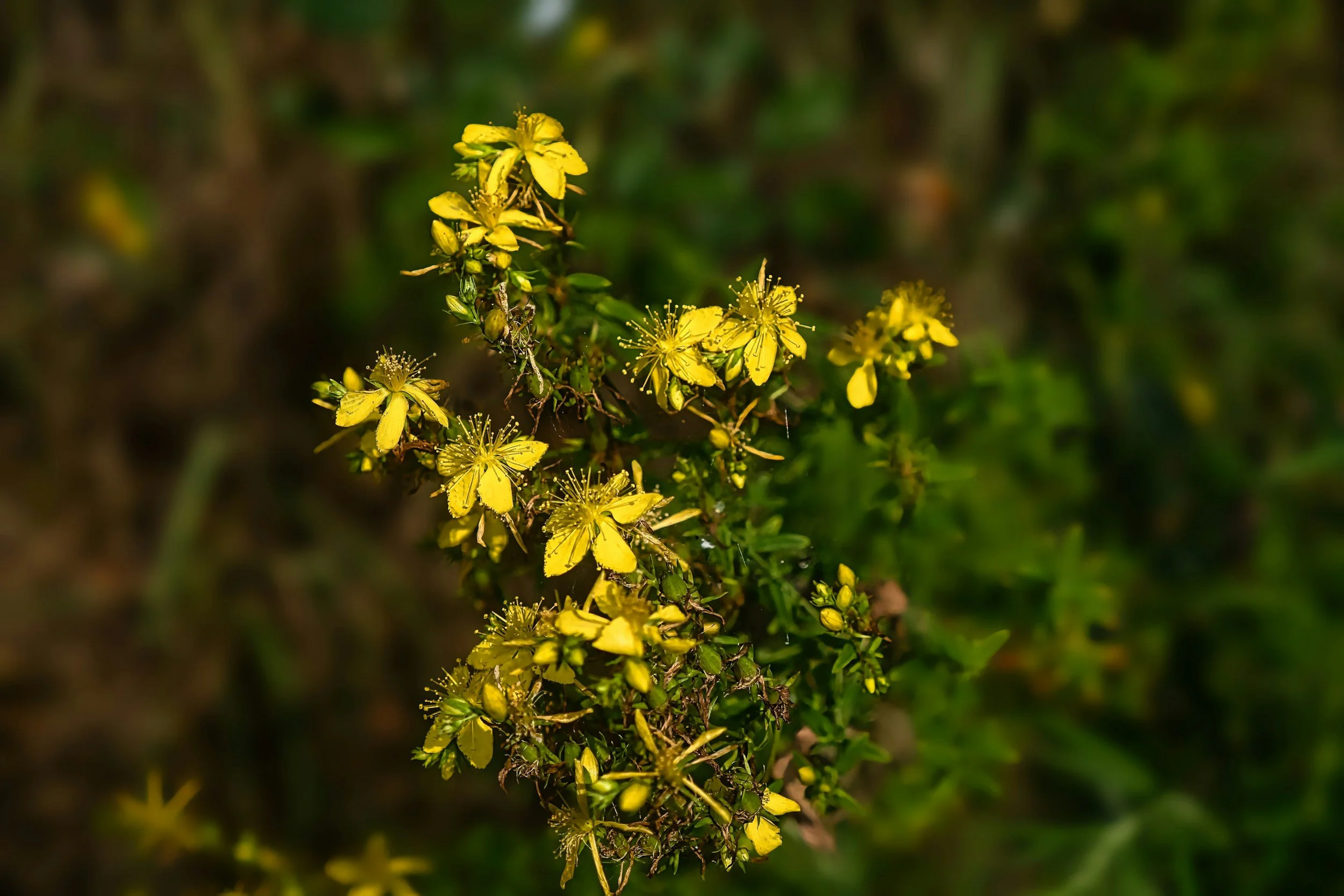 Hypericum Perforatum Remedy in Homeopathy | Core Healing Path