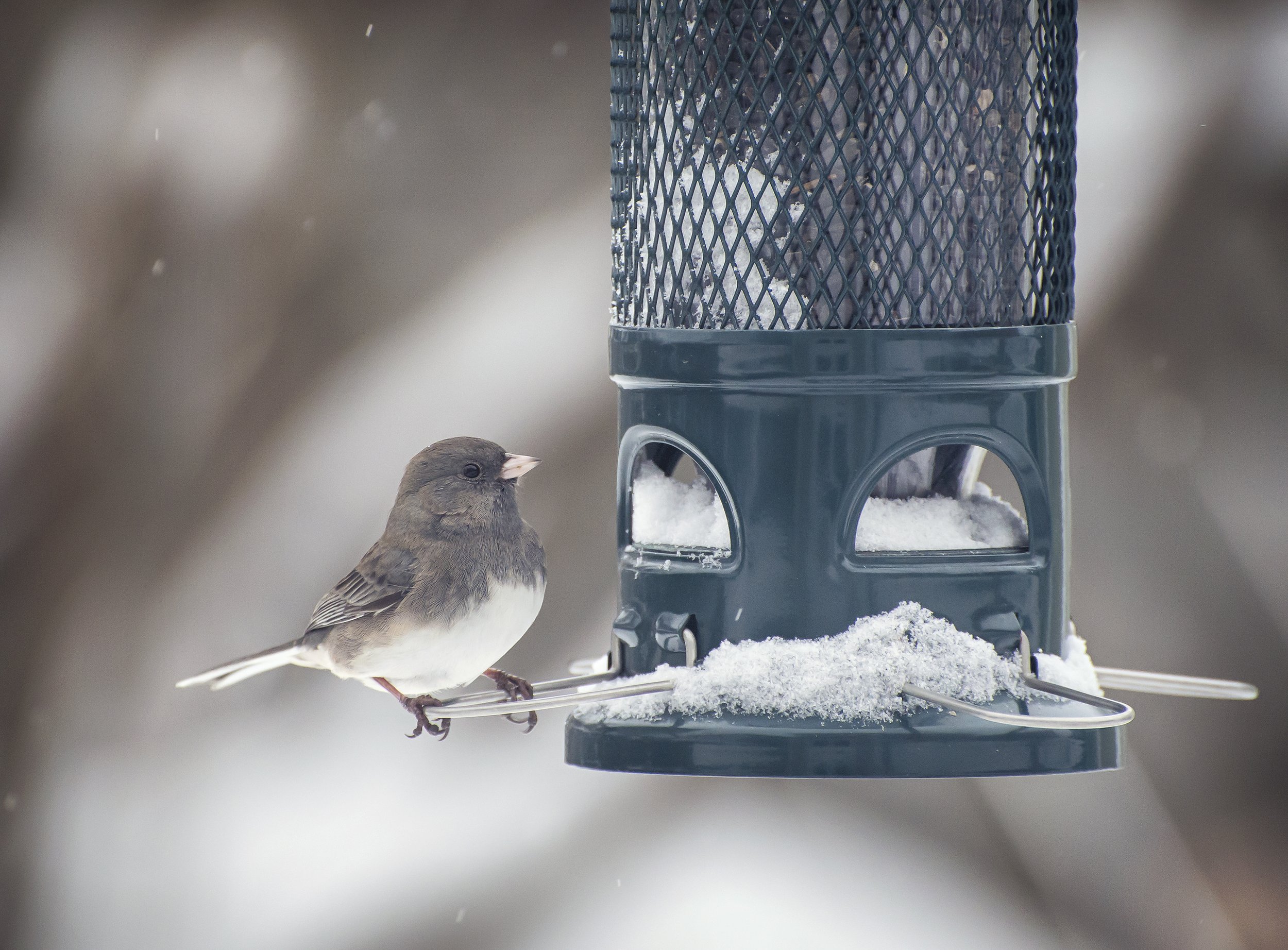 National Bird-Feeding Month Origins