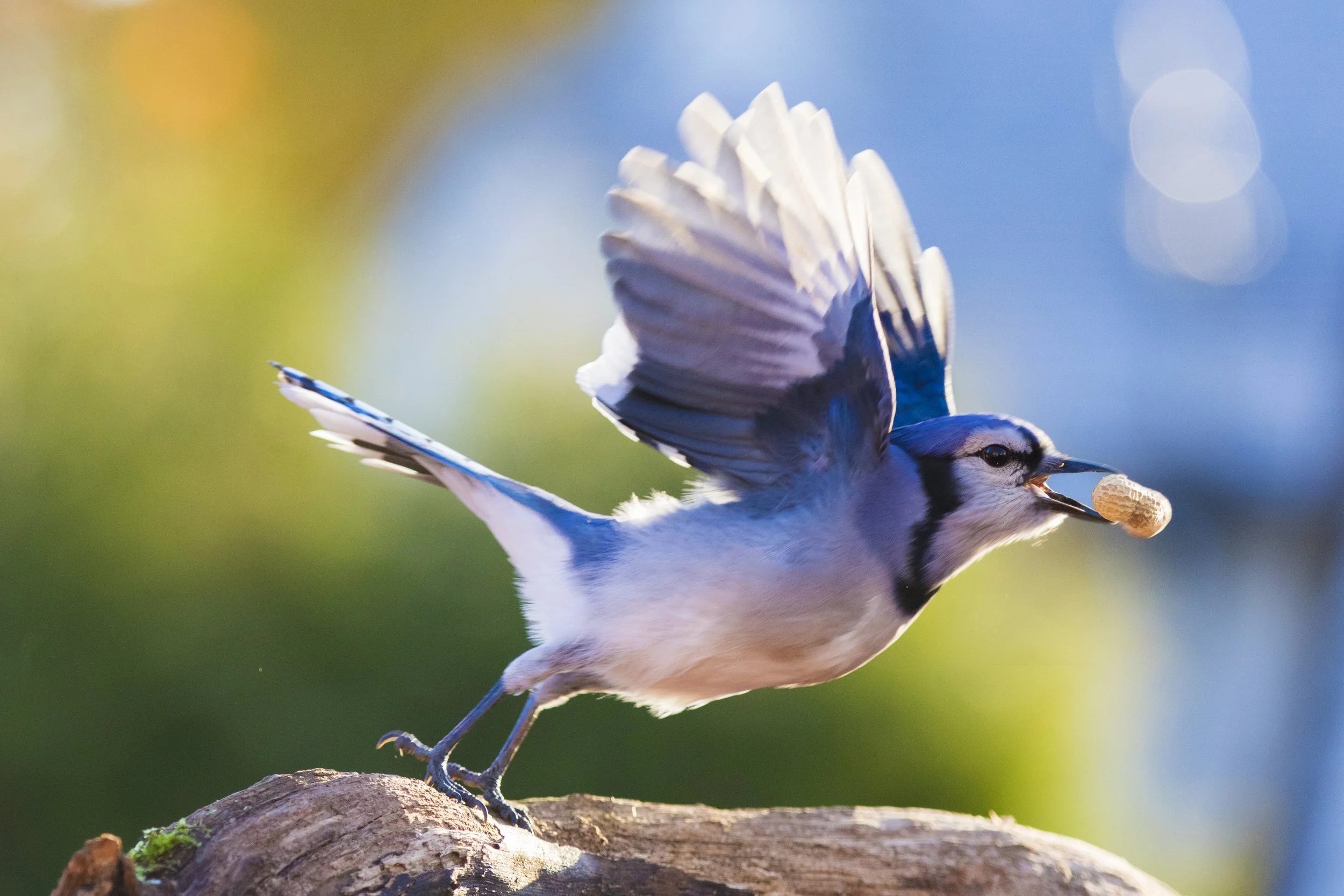 Seasonal Support: Feeding Birds All Year