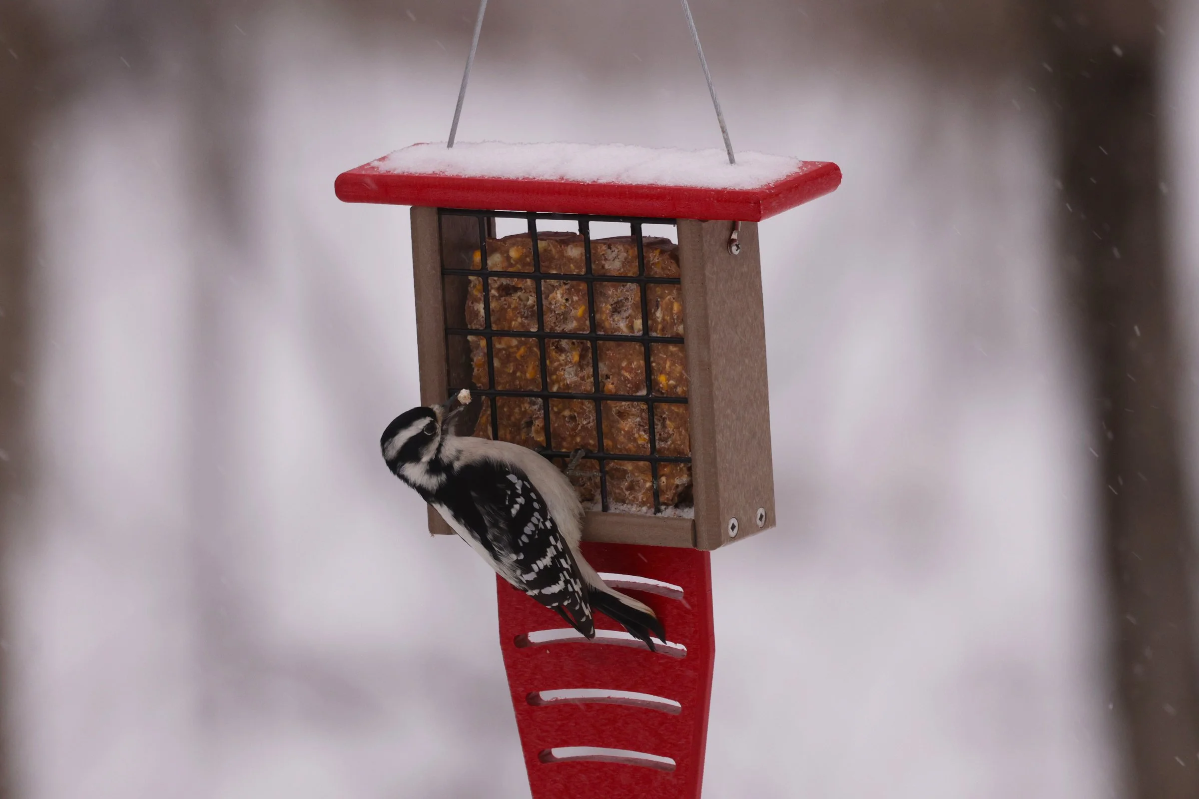 Winter Bird Feeding Tips