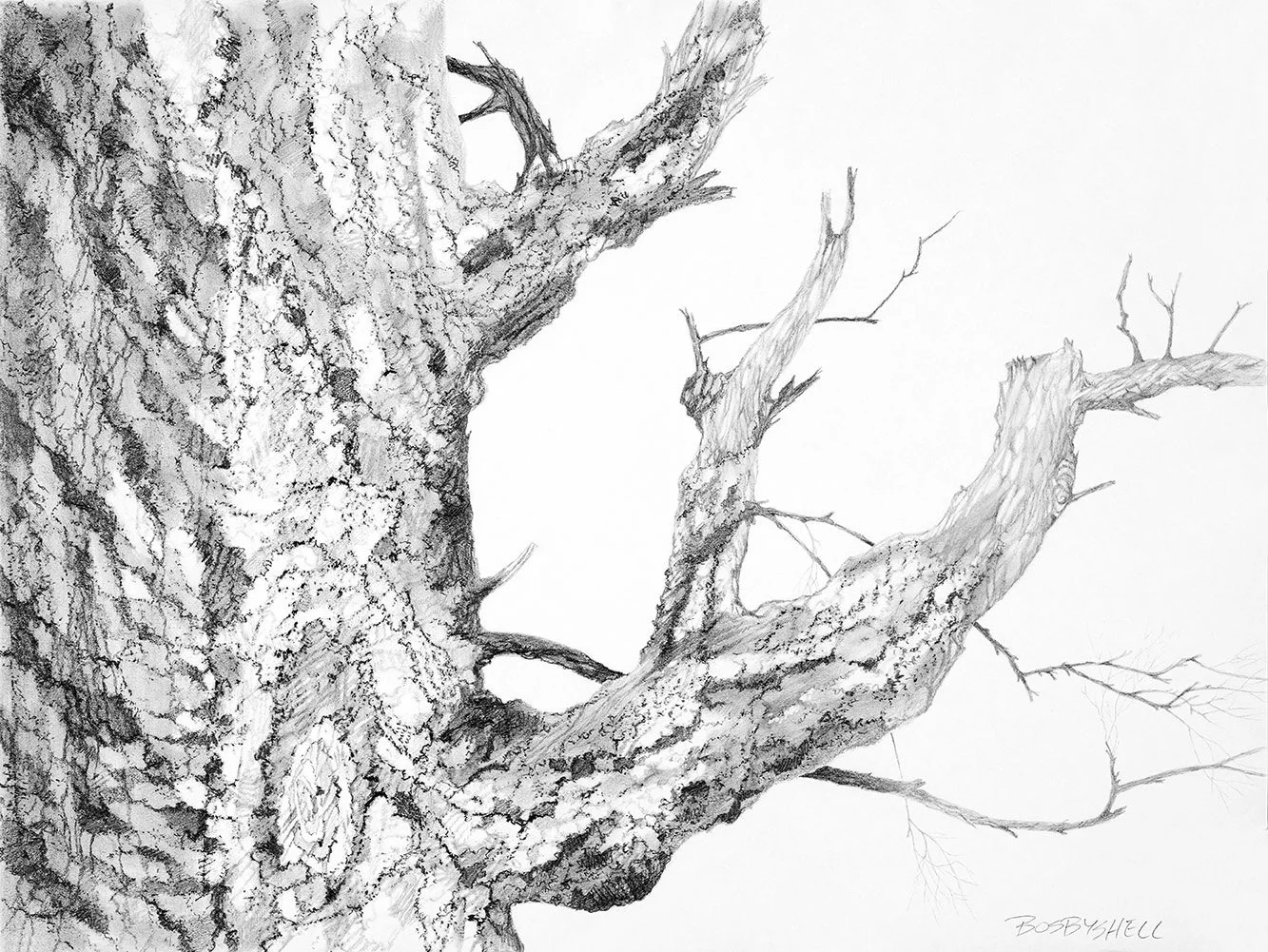 wil bosbyhell tree series drawing 9.jpg