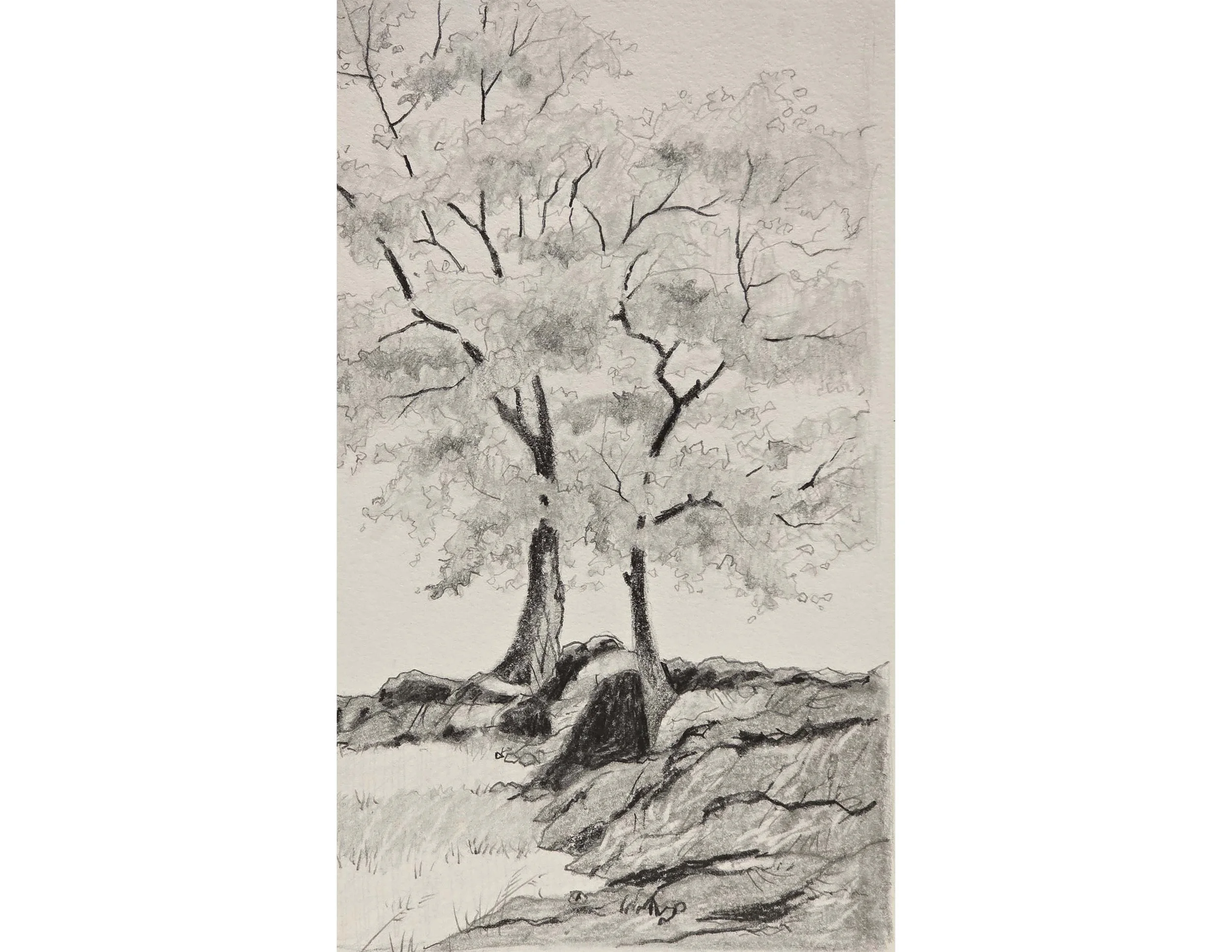 Central Park Trees II.jpg