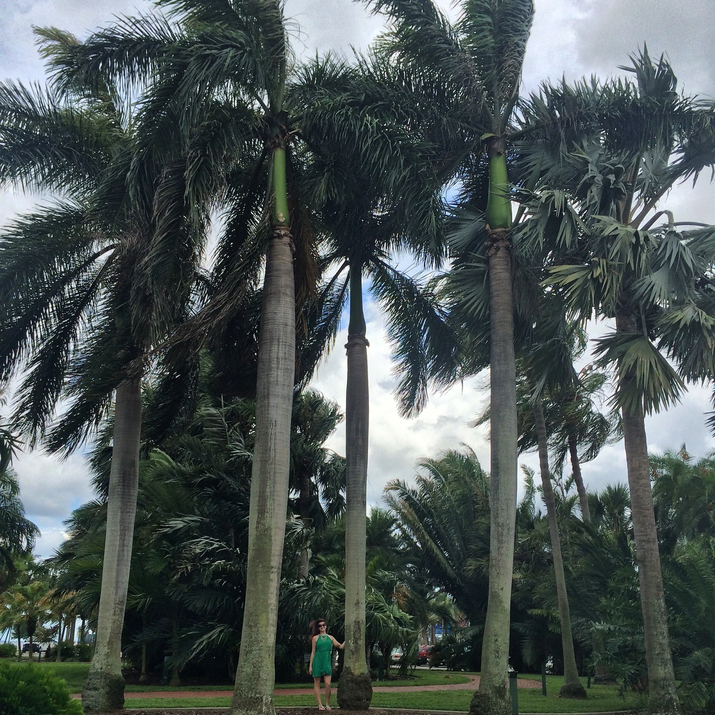 An Open Letter to a Tree