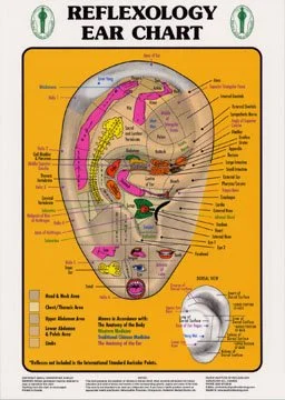 Ear reflexology chart illustrating pressure points linked to various body parts, including detailed labels and color coding for different regions.