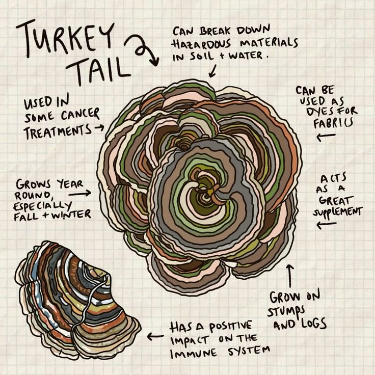 Turkey tail fungi illustration (1).jpeg