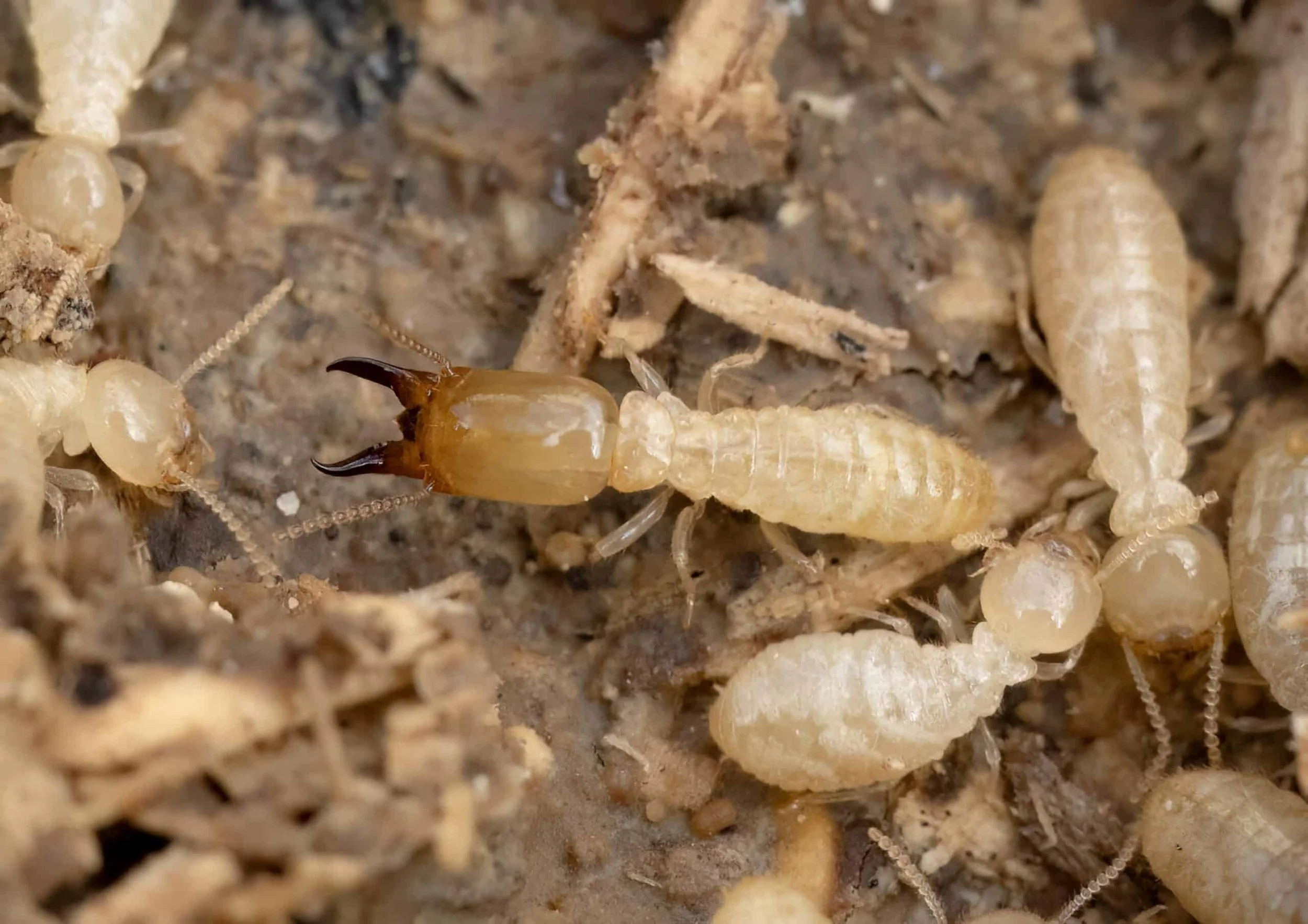 Close-up of termites on decomposing wood.