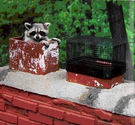 The Raccoon Who Went Down the Chimney (And the Surprise That Followed)