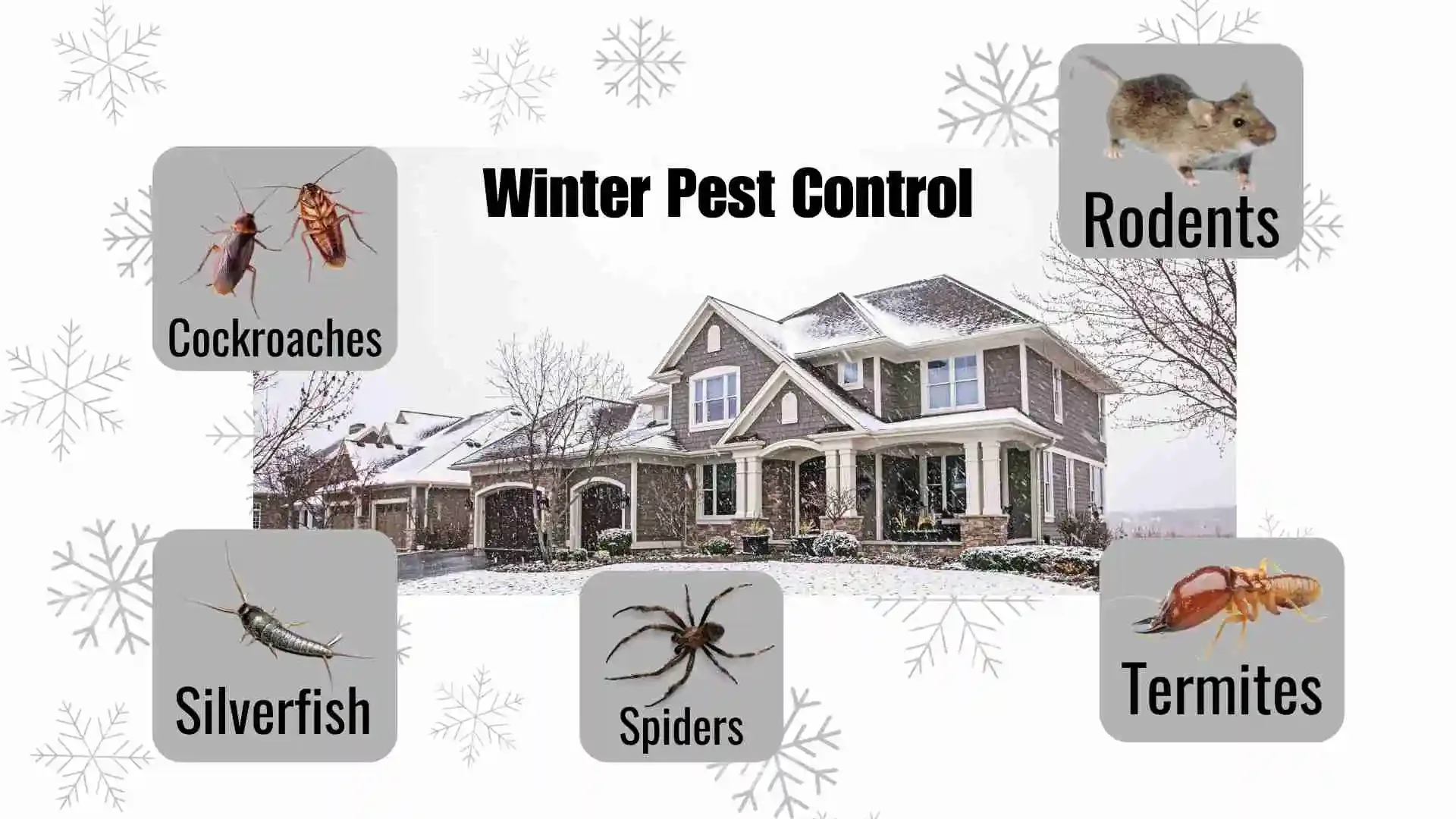 Why Winter Might Be the Smartest Time for Pest Control (Yes, Really)