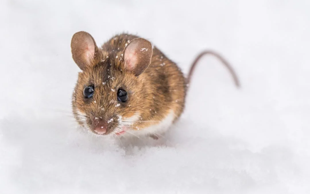 If It’s Cold Outside, They’re Coming Inside: Why Winter Is Prime Time for Rodent and Wildlife Entry