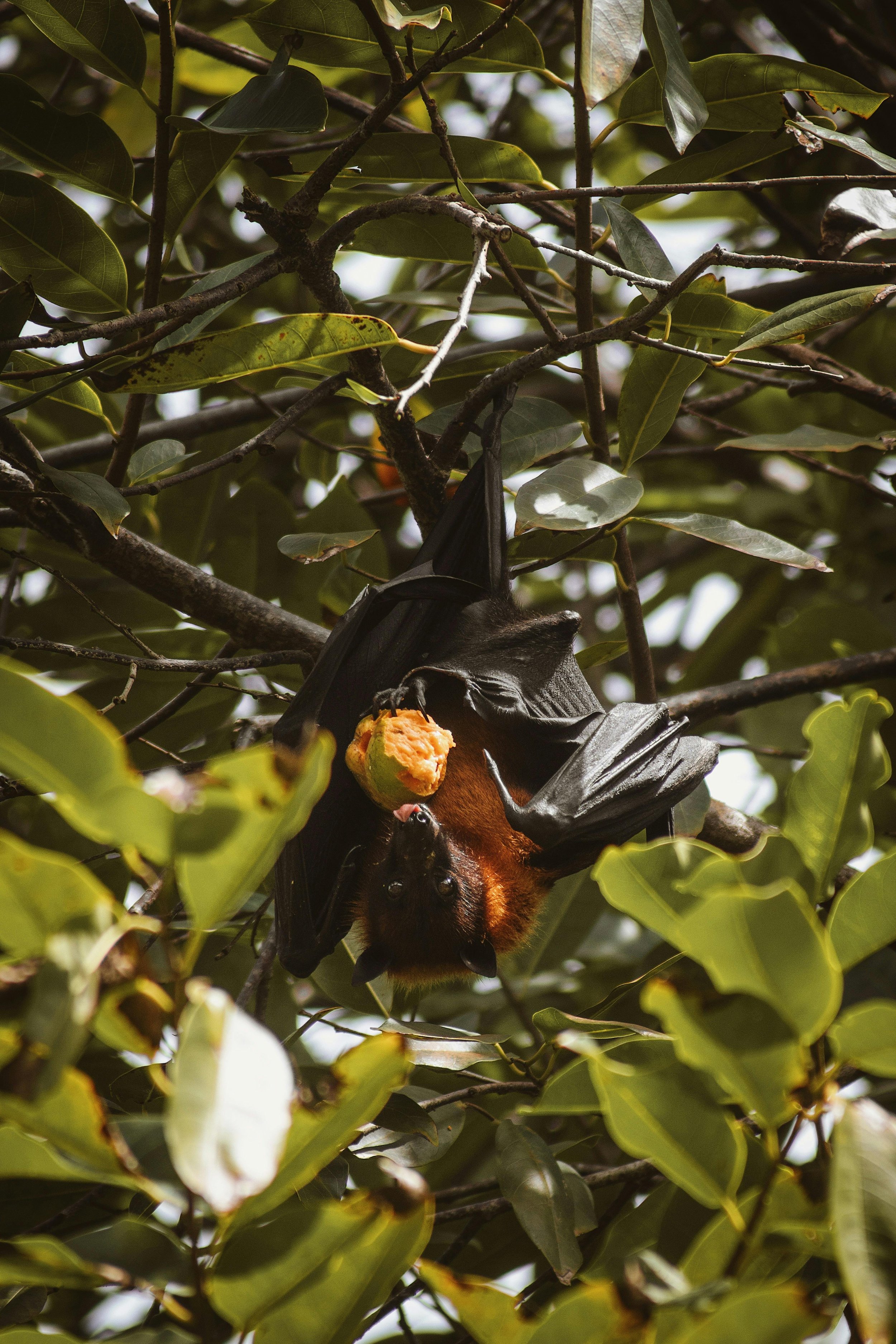 Is That a Bat or Just a Mouse? How to Tell — And What to Do About It