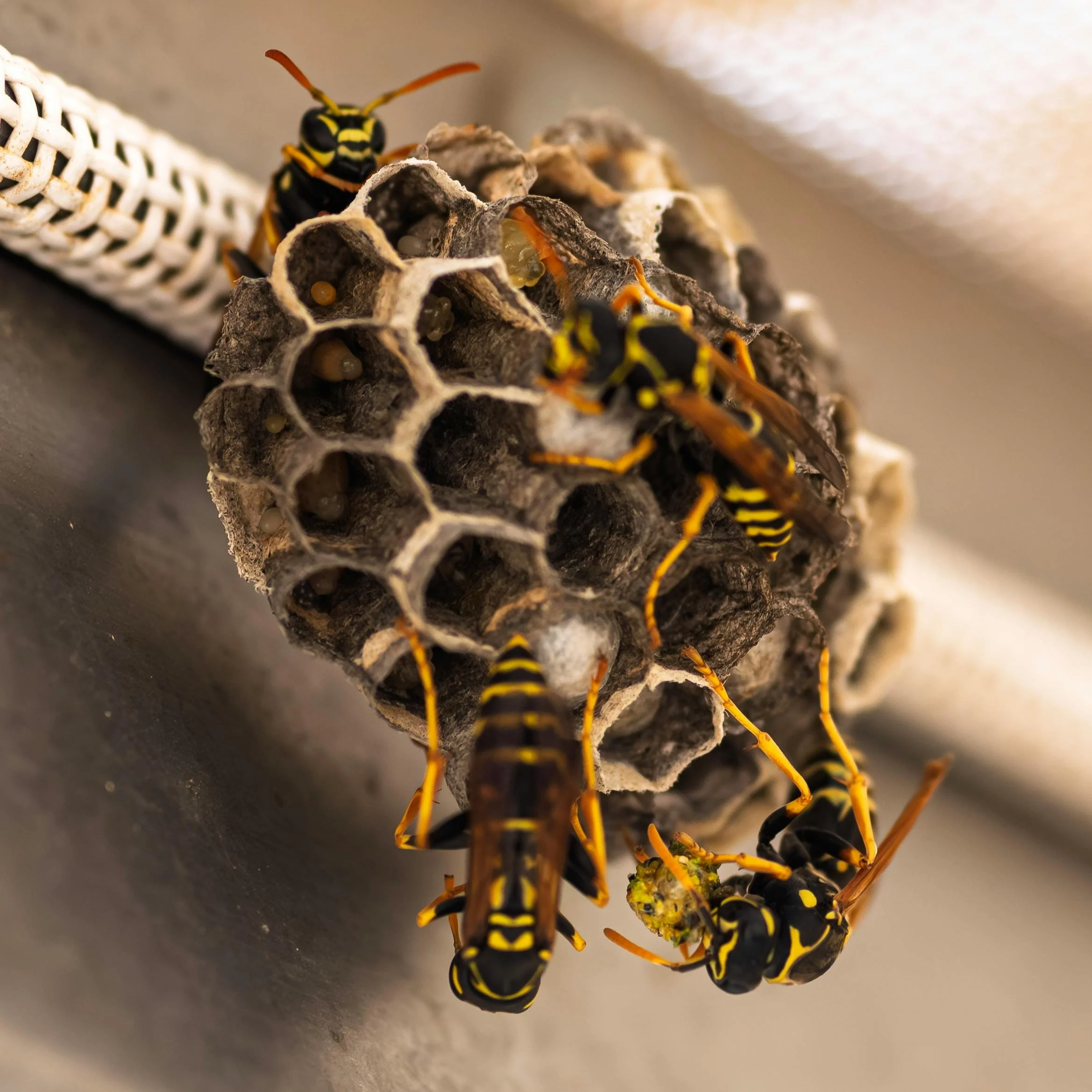 ⚠️ Wasp Nests Peak in August — Here’s Why You Should Act Now