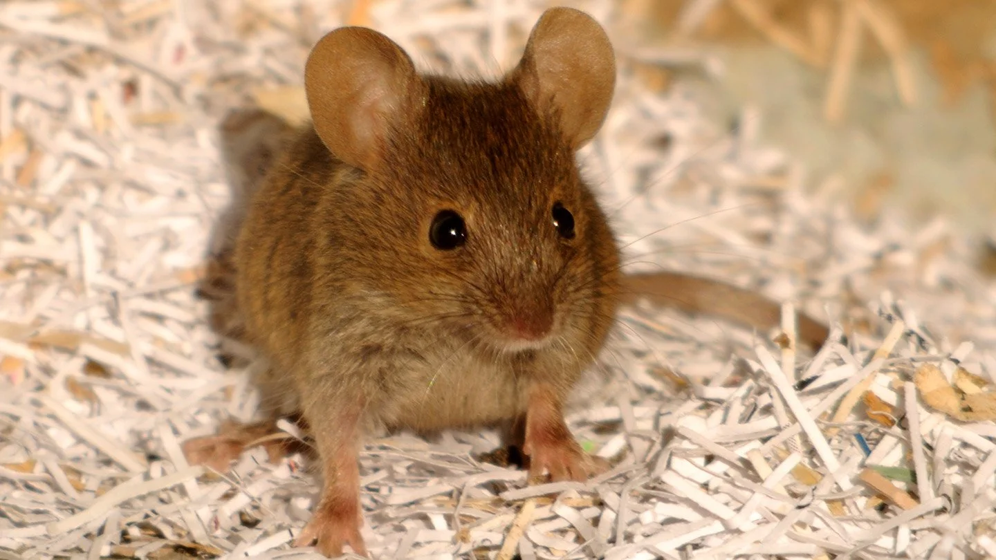 field mouse