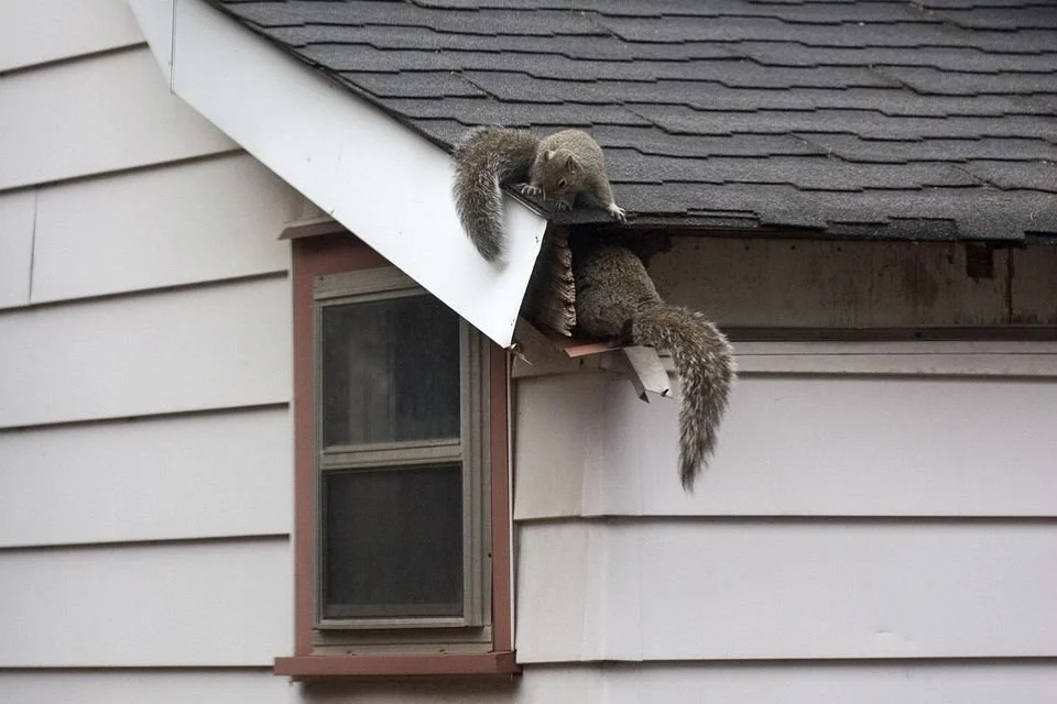 squirrels in the attic during winter