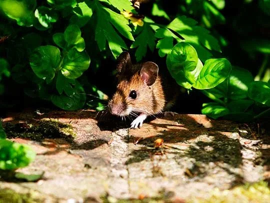 Rodent Removal & Exclusion.jpg