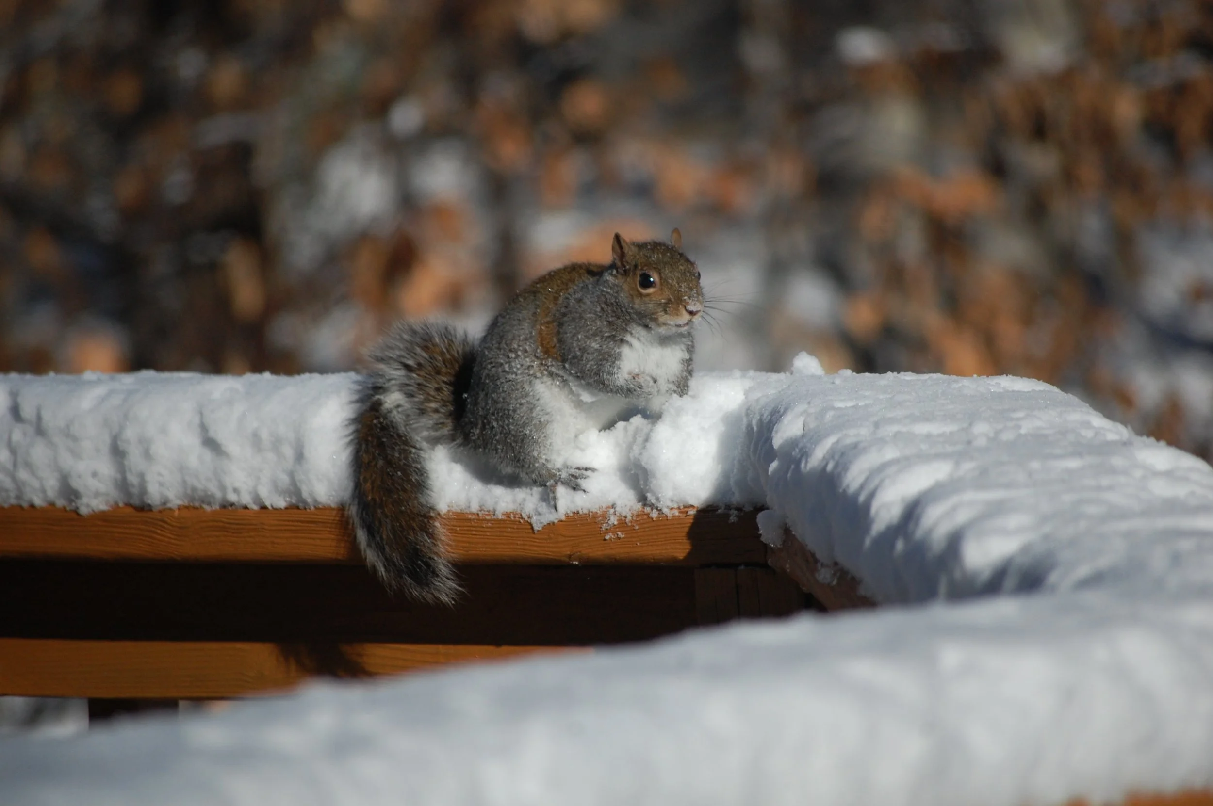 squirrels on winter