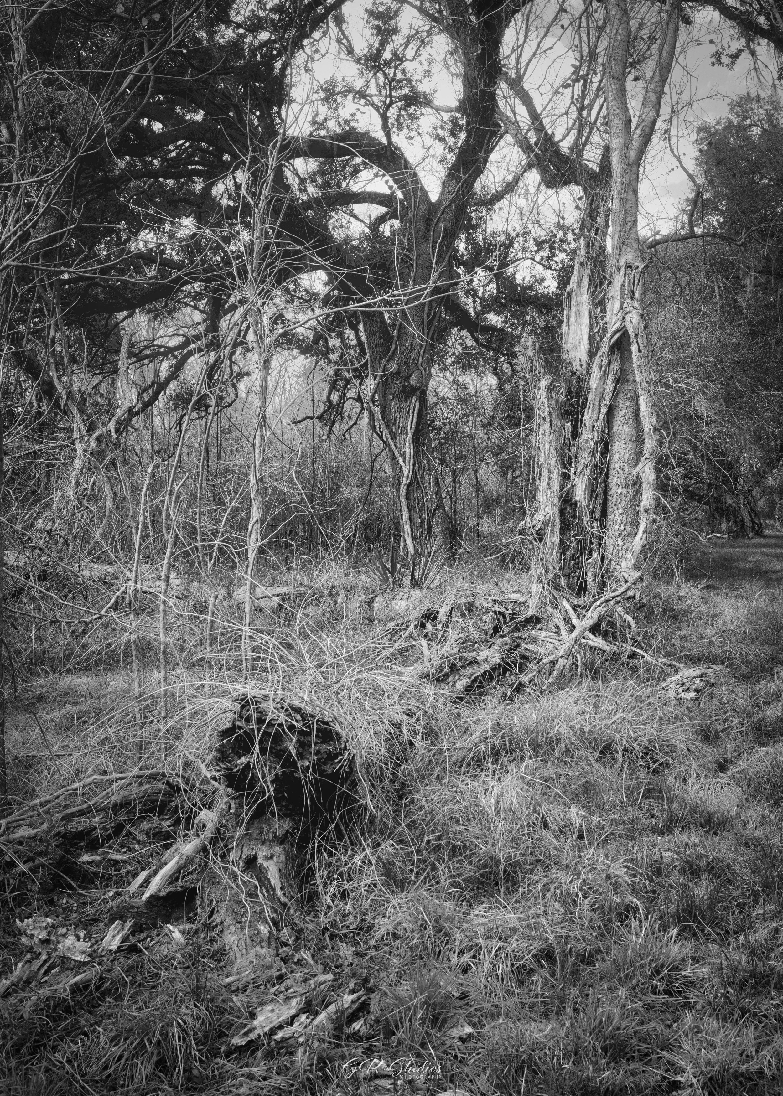 Brazos Bend State Park