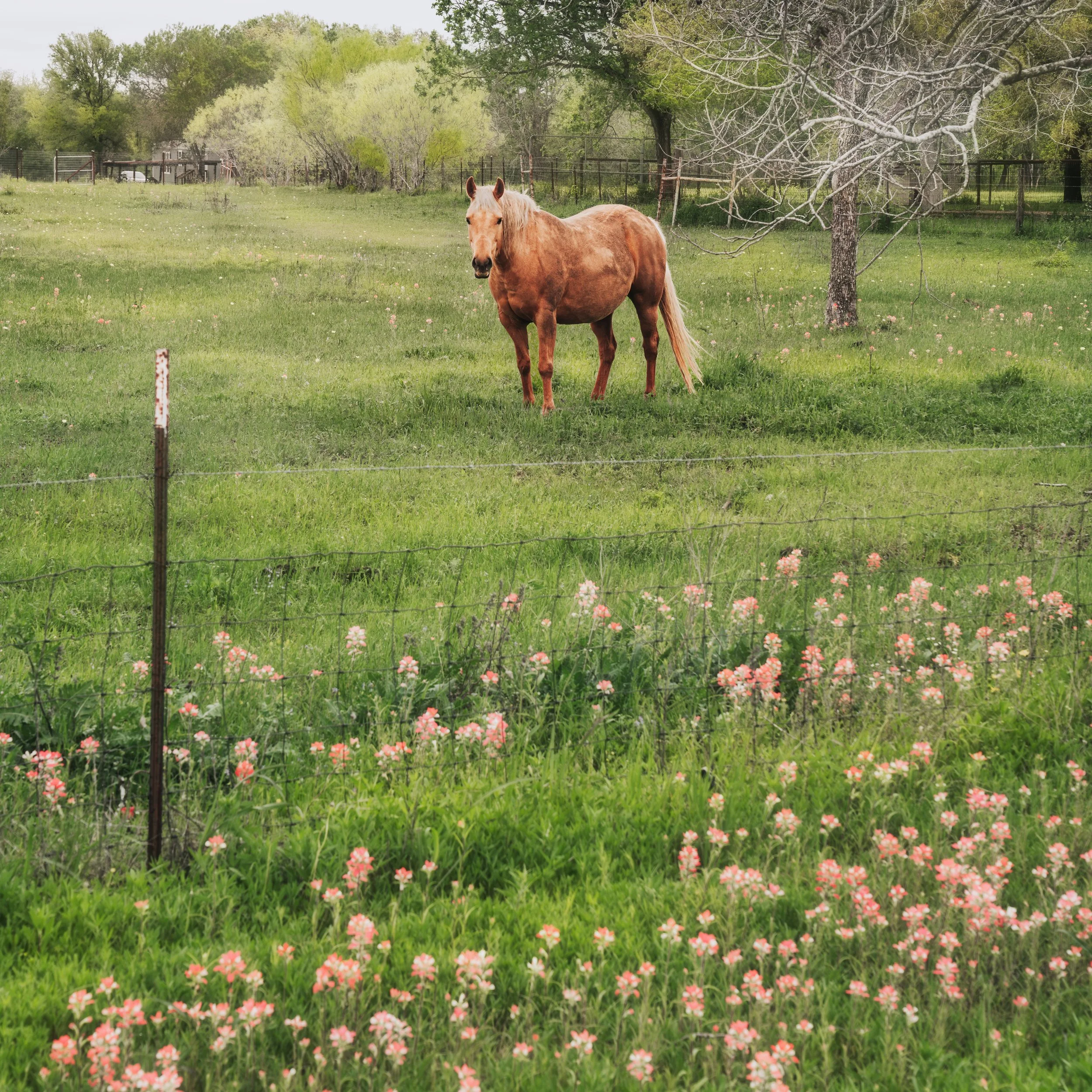 Caldwell County, Texas