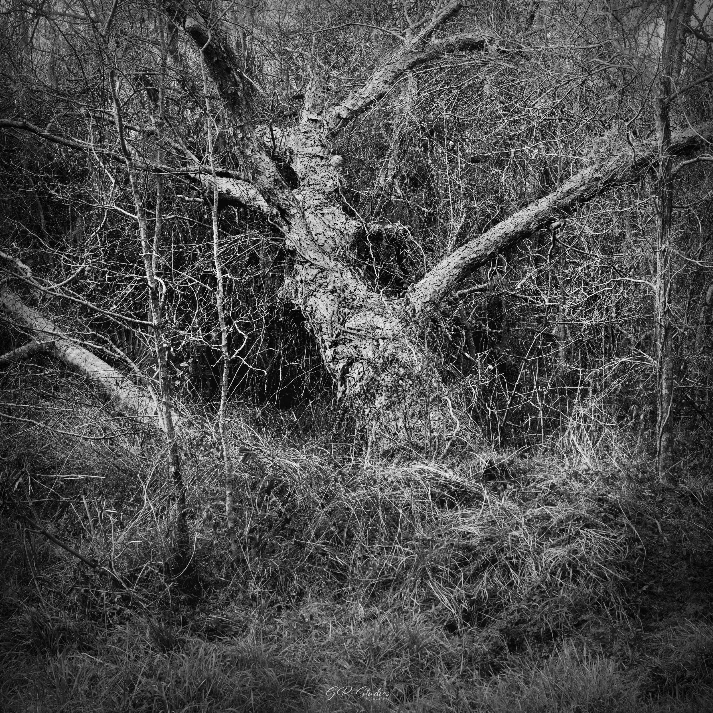 Brazos Bend State Park