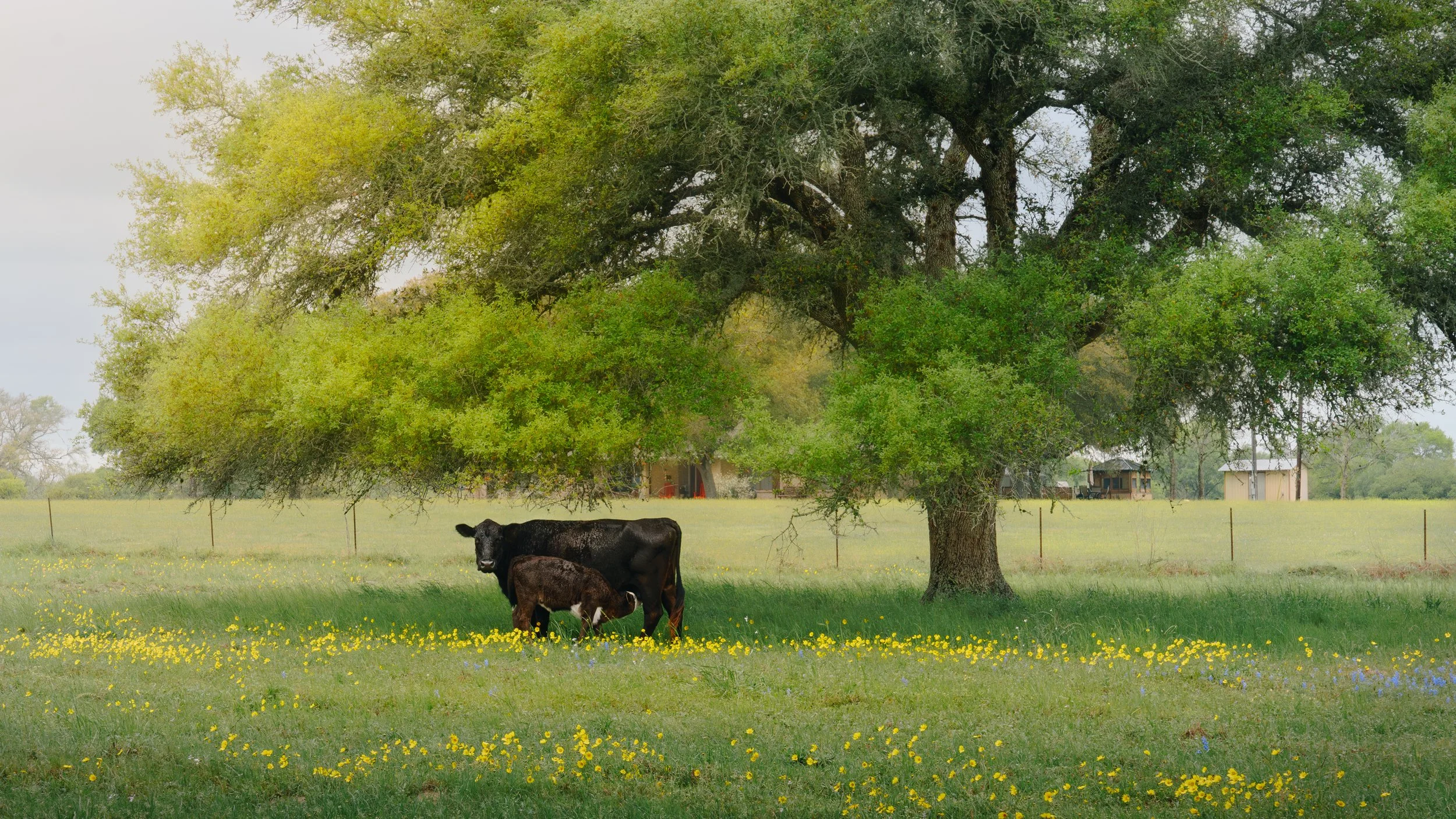 Lavaca County, Texas