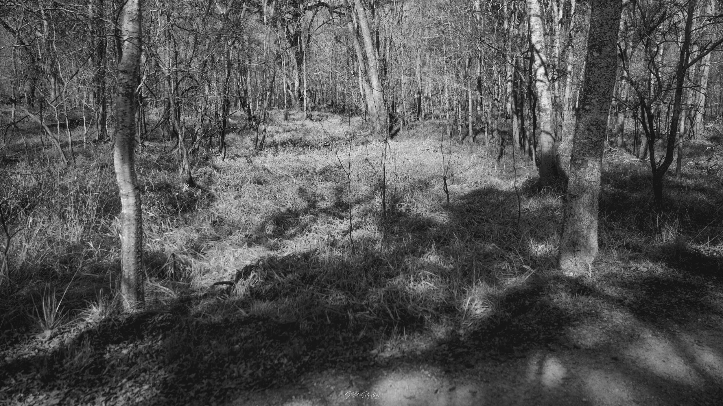 Brazos Bend State Park