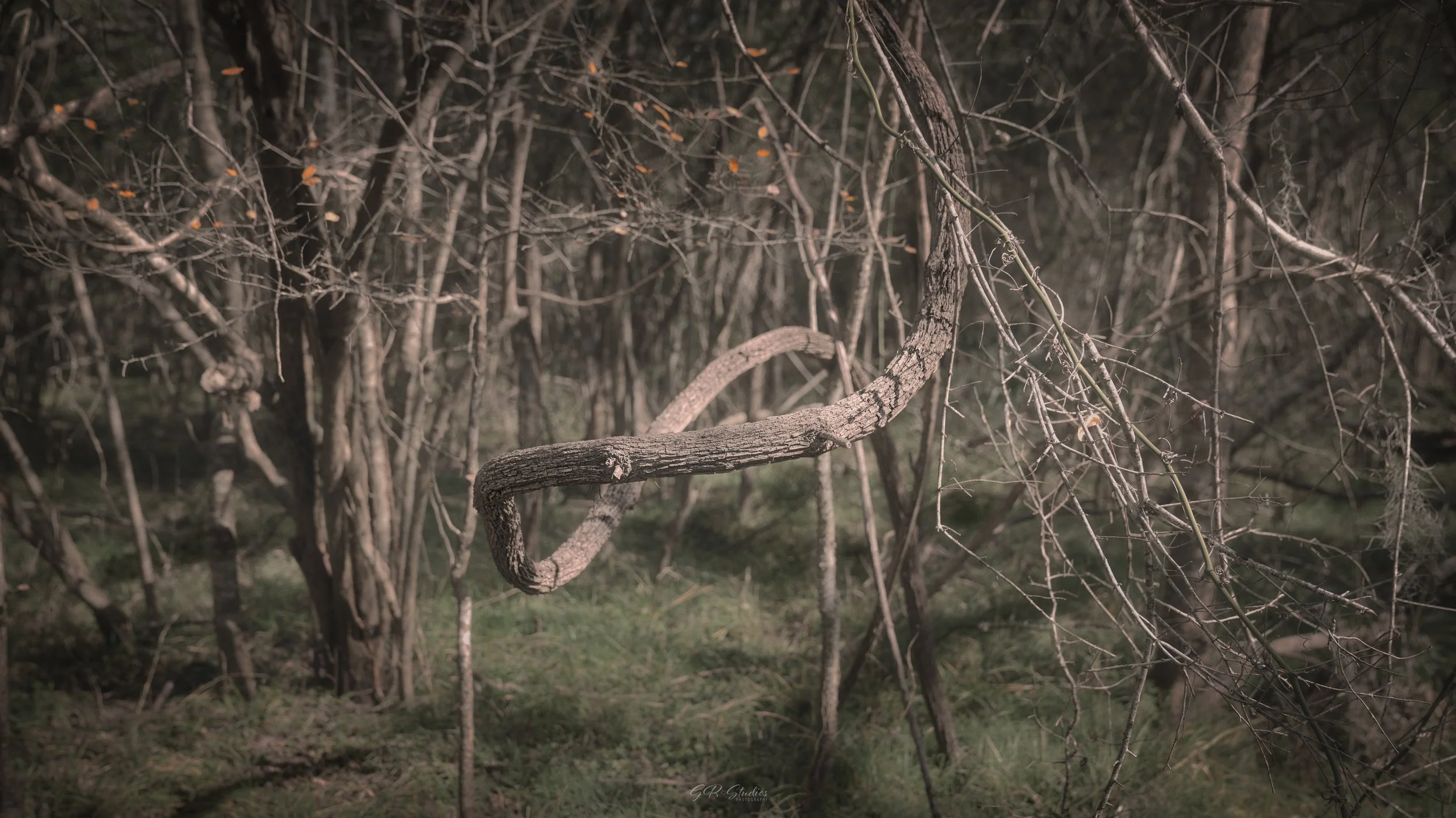 Brazos Bend State Park