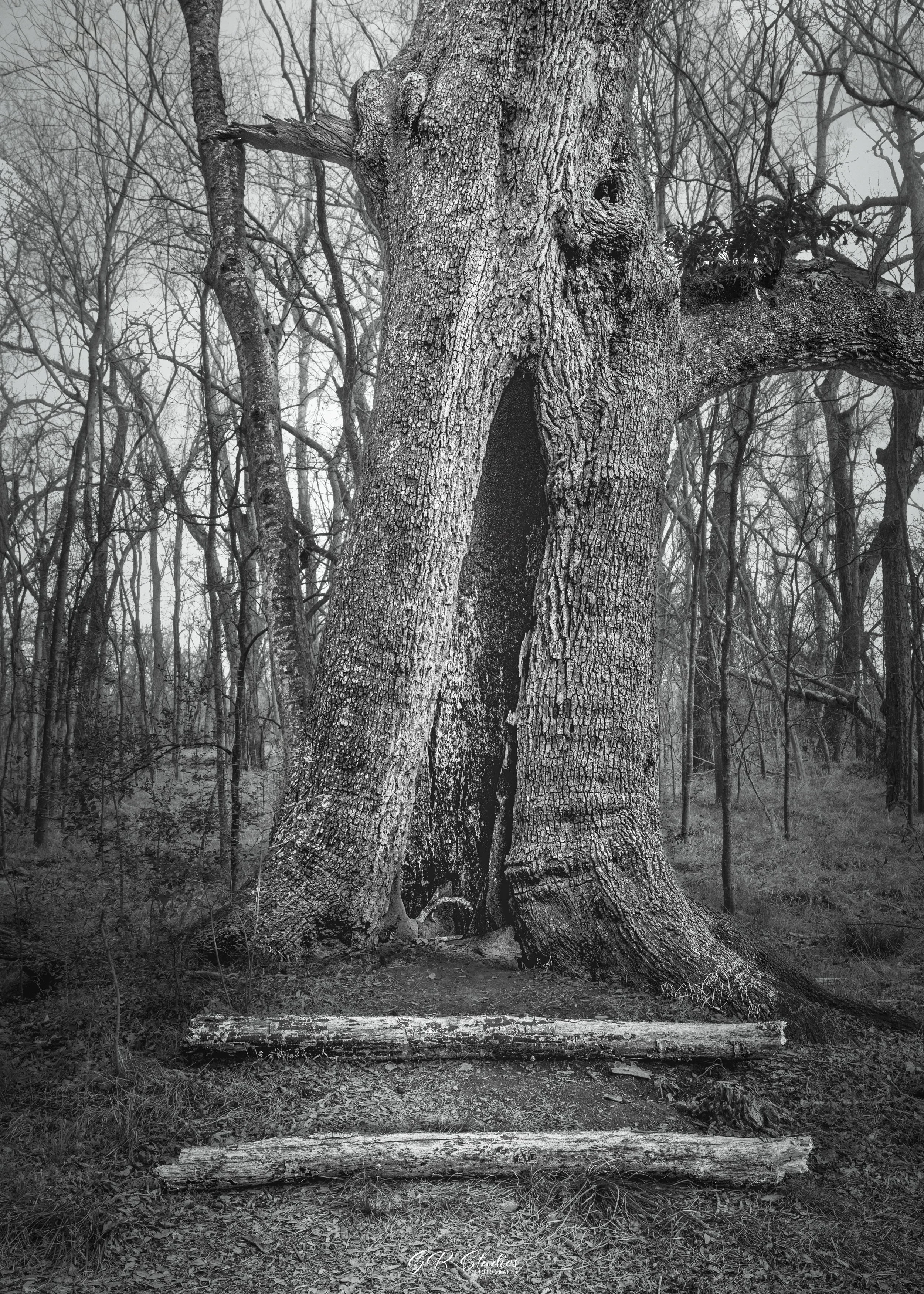 Brazos Bend State Park