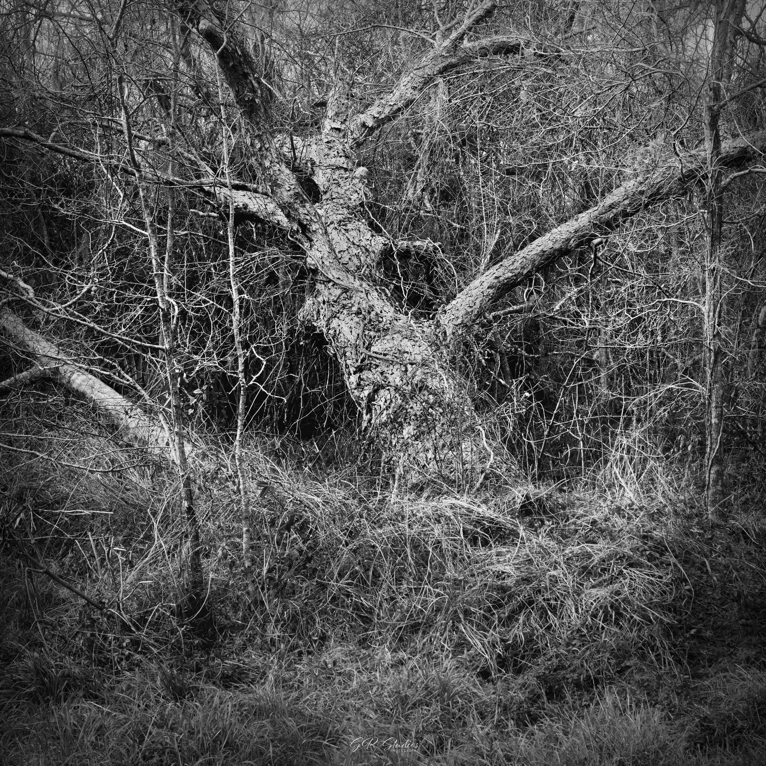 Brazos Bend State Park