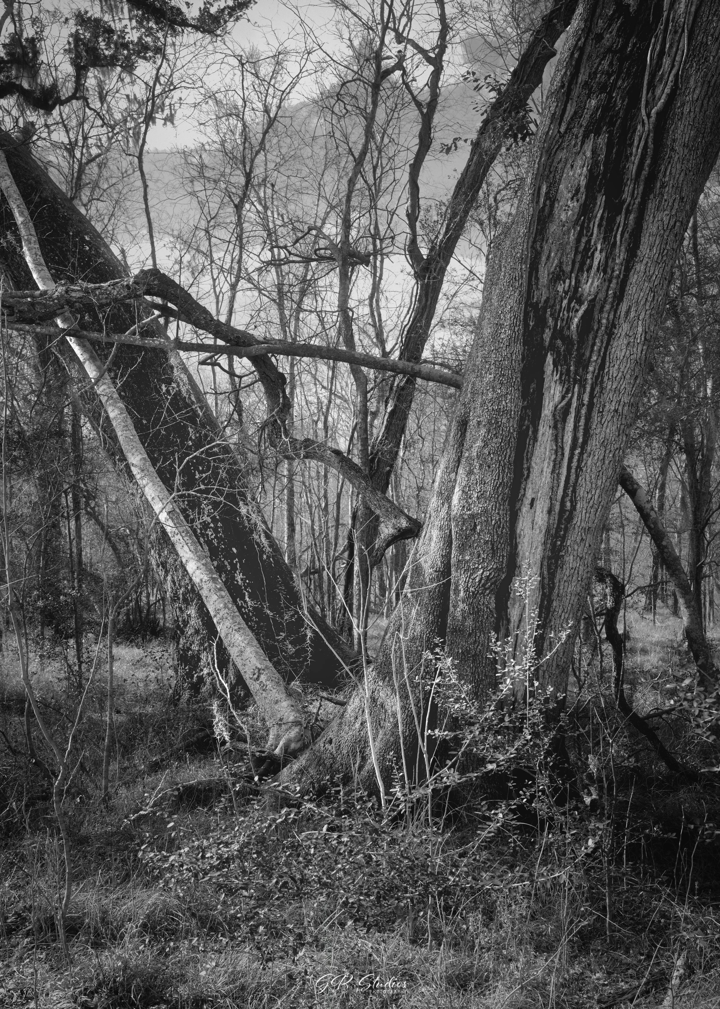 Brazos Bend State Park