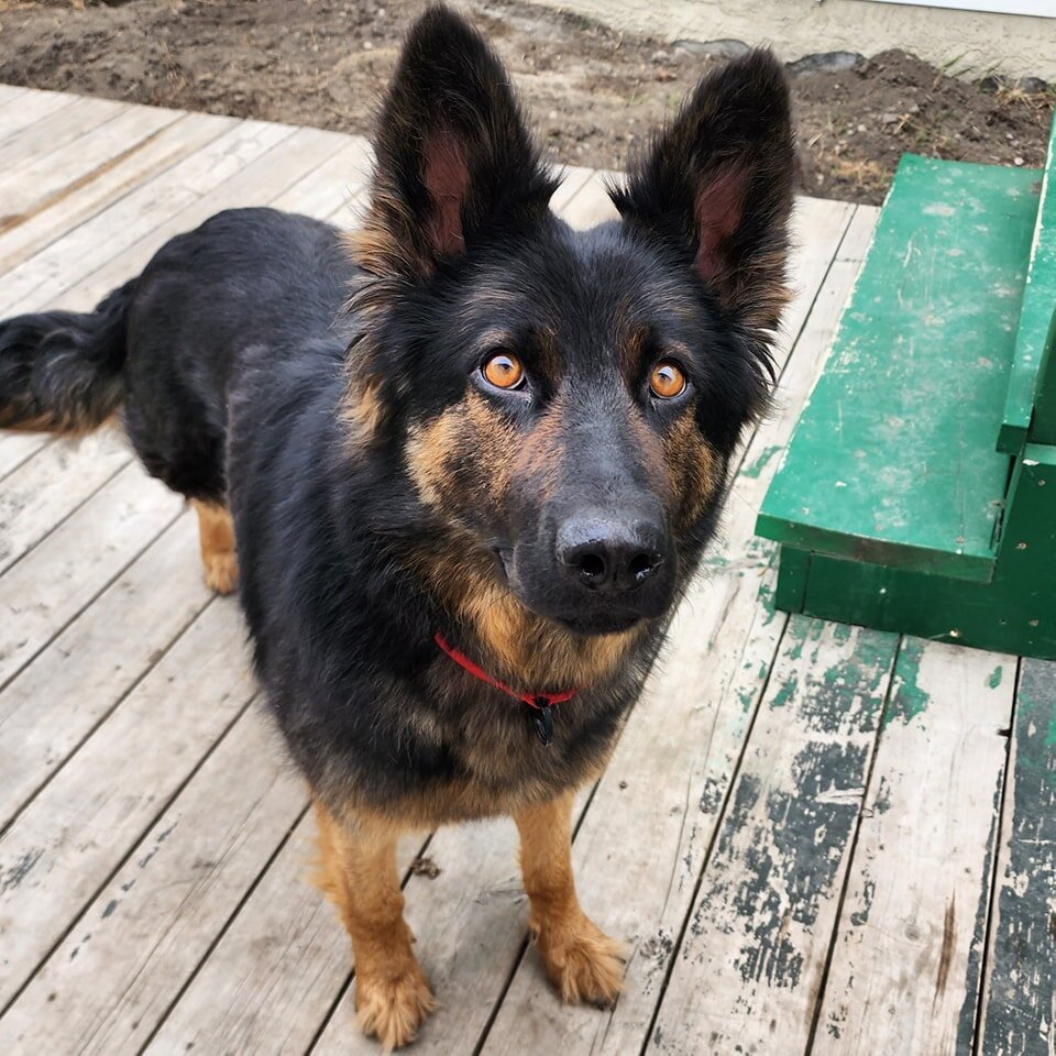 Stay away snow! We are good for a bit 😋

#woofpackairdrie #thewoofpackab #airdriedogs #airdriedogwalkers #positivereinforcementdogtrainer #springtimevibes #birdsarechirping #happydoggos #happywalkers