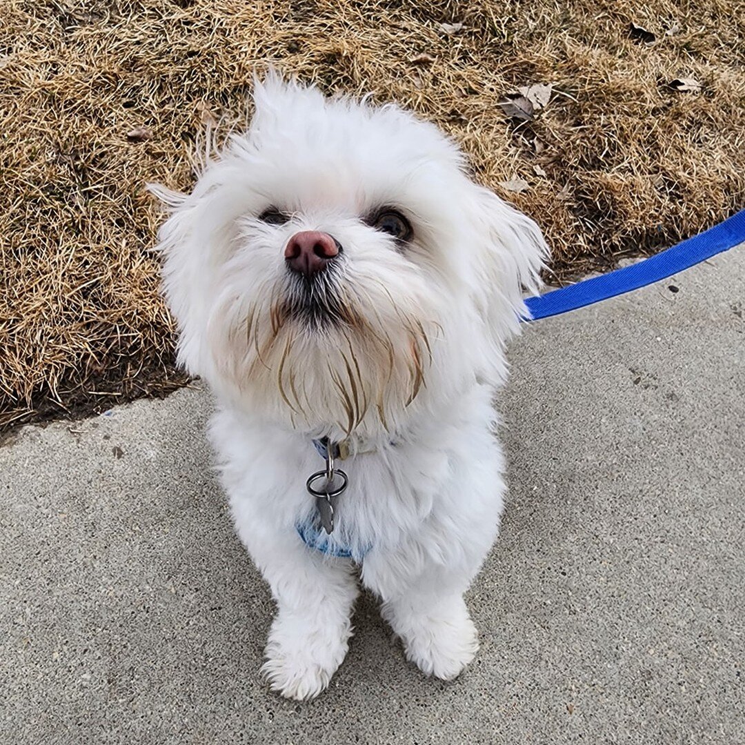 This tiny floof is crushing it! 😍 

Not only is he completely adorable, but he is making his folks so proud with giving amazing offered attention on walks and working hard on peaceful car rides ✌️ way to go!!!