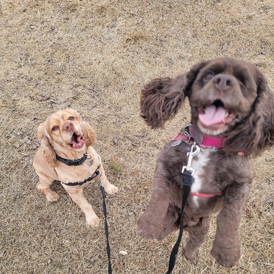 &ldquo;Before you get a dog, you can't quite imagine what living with one might be like; afterward, you can't imagine living any other way.&rdquo;

#woofpackairdrie #thewoofpackab #airdriedogs #airdriedogwalkers #airdriedogtraining #albertainspring #