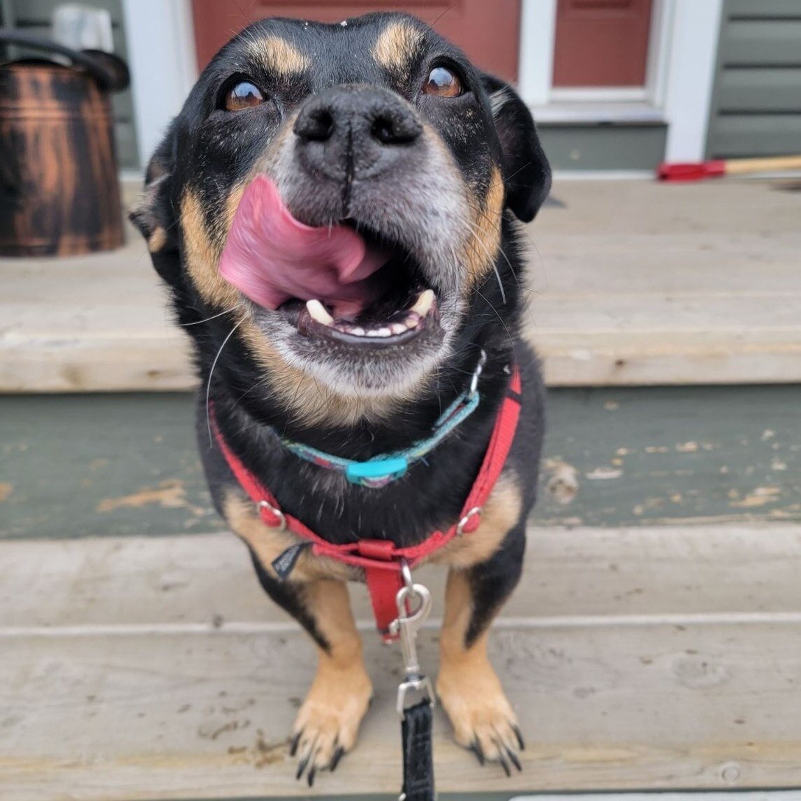 Happy Sunday 😊 💕

#woofpackairdrie #thewoofpackab #airdriedogs #airdriedogwalkers #positivereinforcementworks #wehavethecutestpuppies #alldaypuppyfest #bigorsmall #ourbestlife