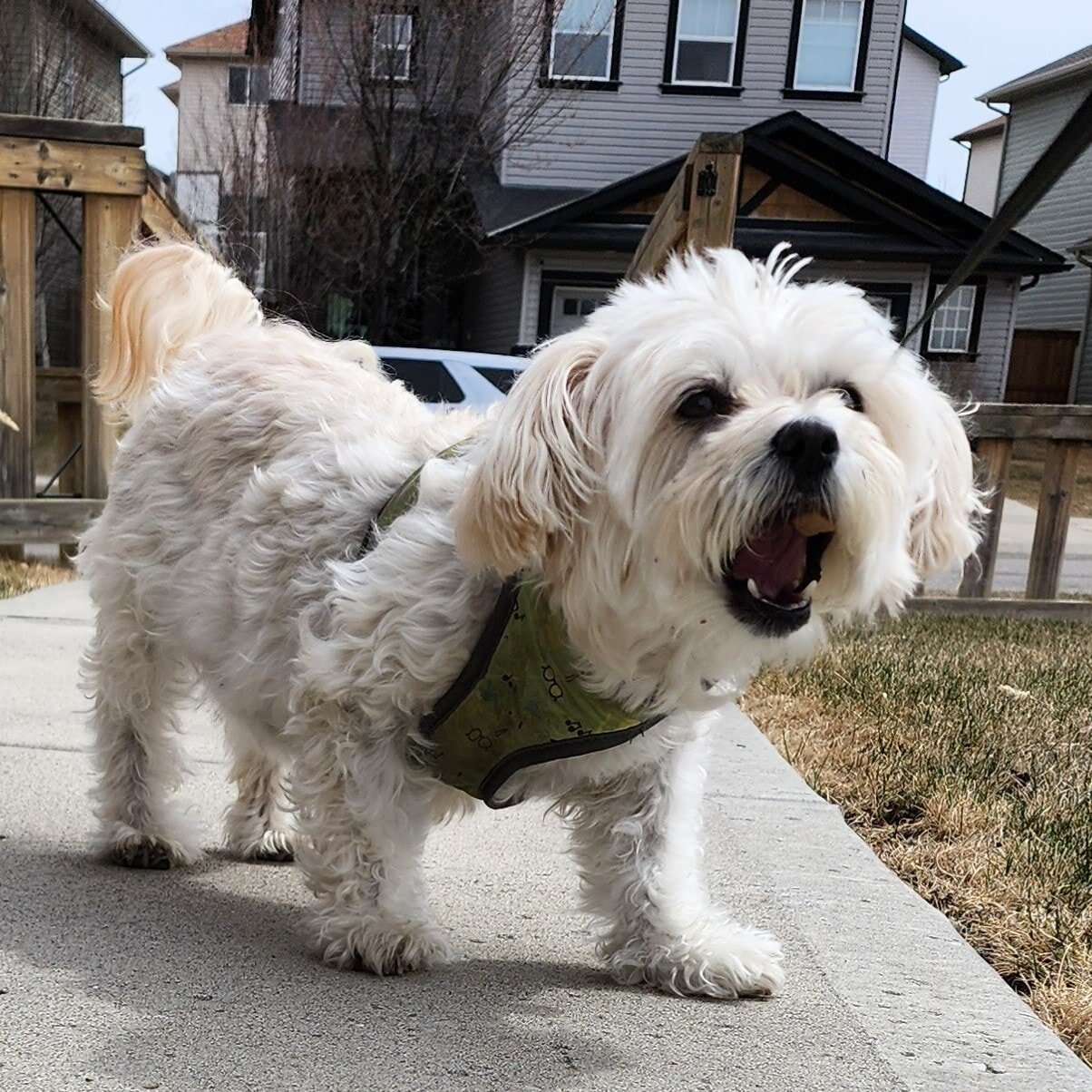 &quot;Bliss is the result of a silent conversation between me and my dog.&quot;

#woofpackairdrie #thewoofpackab #airdriedogs #airdriedogwalkers #positivereinforcementworks #yourdogsmakeushappy #walkingismycardio #dogislove #bringusyourpuppies #kitti